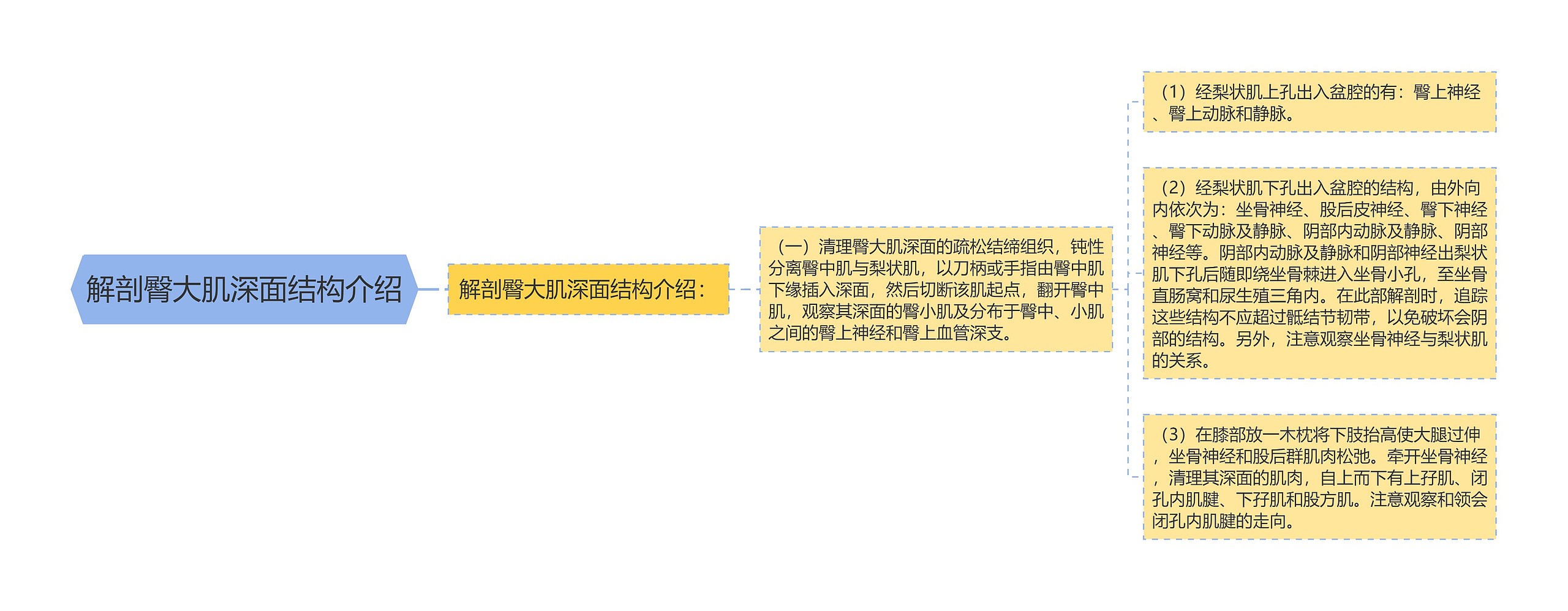 解剖臀大肌深面结构介绍 解剖臀大肌深面结构介绍