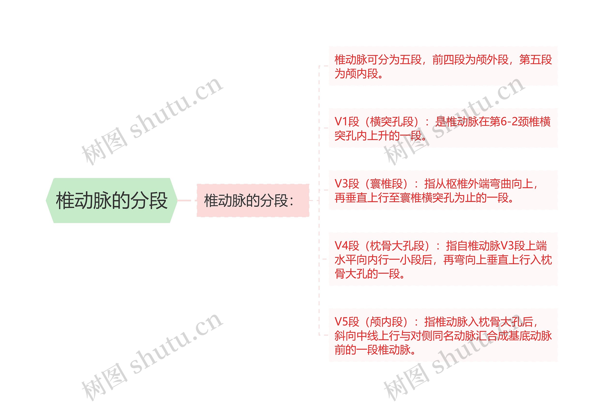 椎动脉的分段