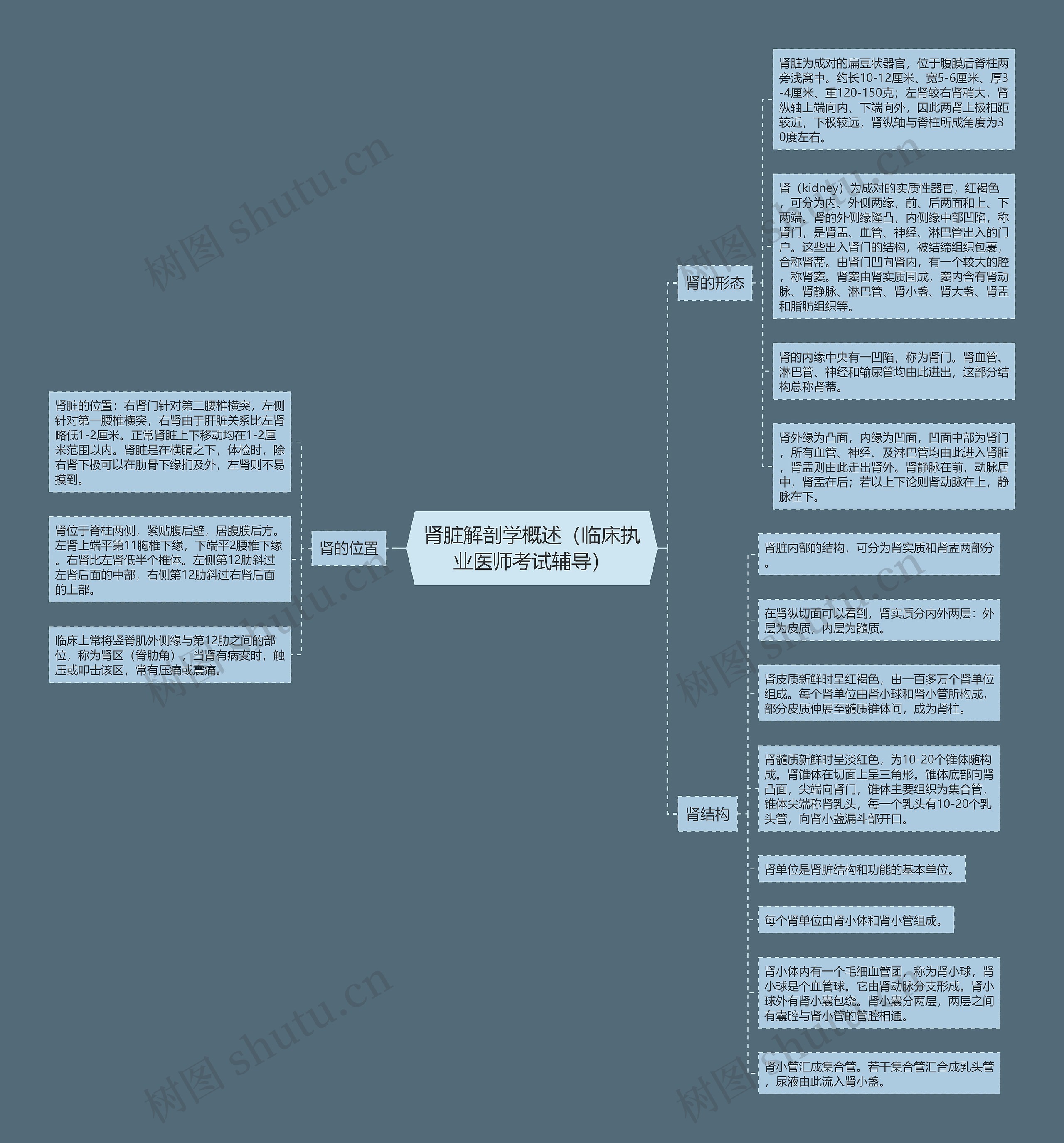 肾脏解剖学概述（临床执业医师考试辅导）思维导图