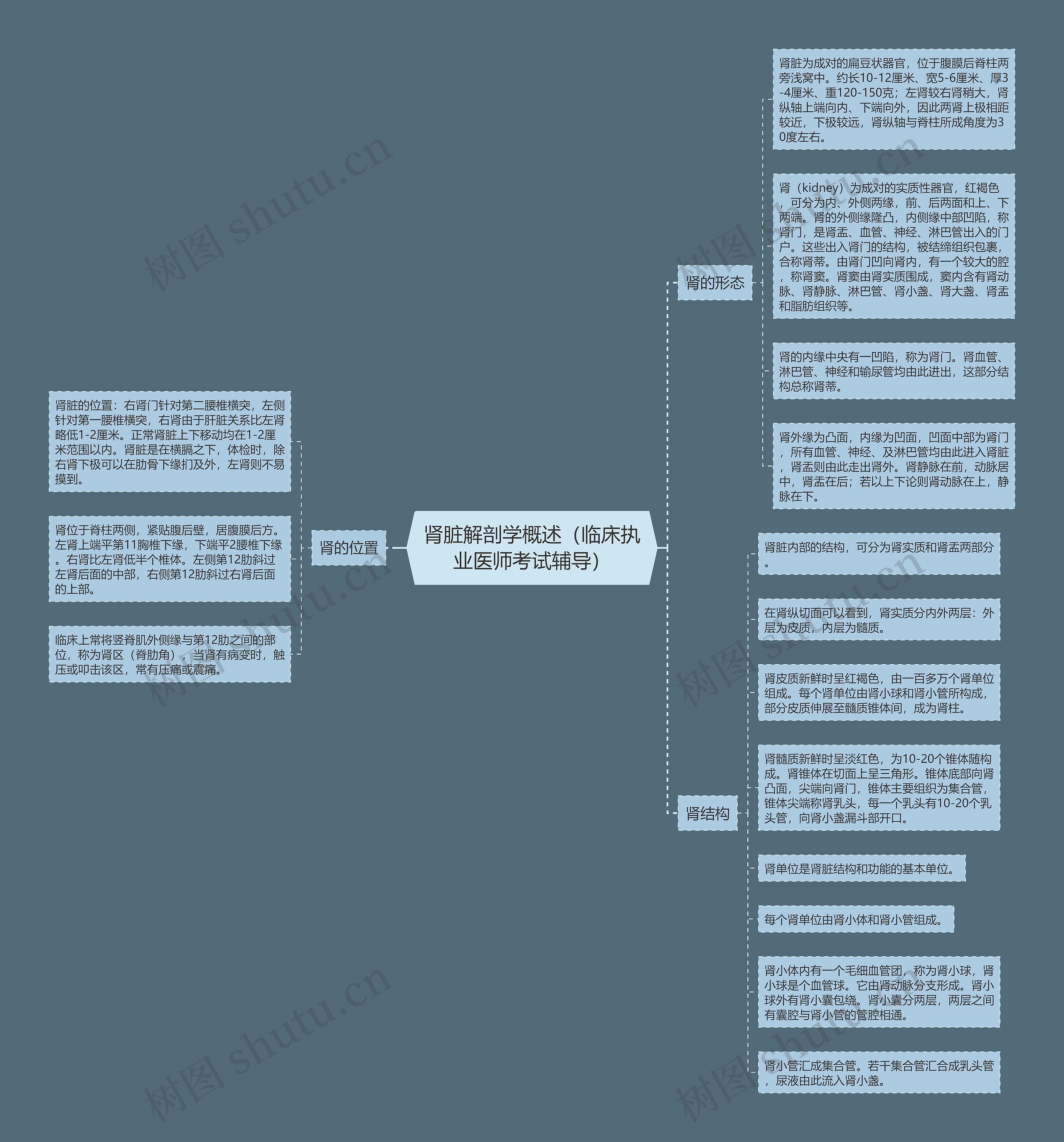 肾脏解剖学概述(临床执业医师考试辅导) 肾脏解剖学概述(临床执业医师考试辅导)