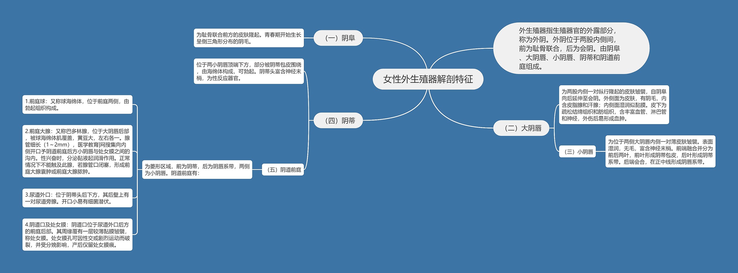 女性外生殖器解剖特征思维导图