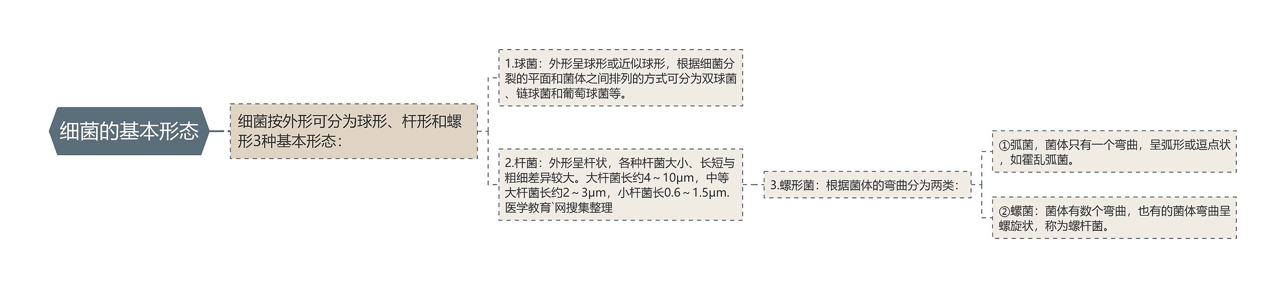 细菌的基本形态