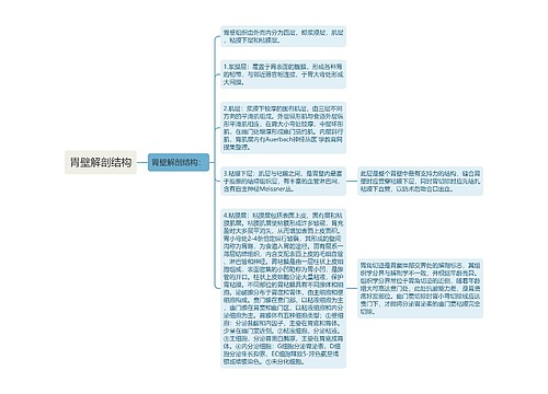 胃壁解剖结构