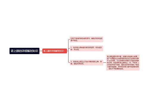 肾上腺的详细解剖知识