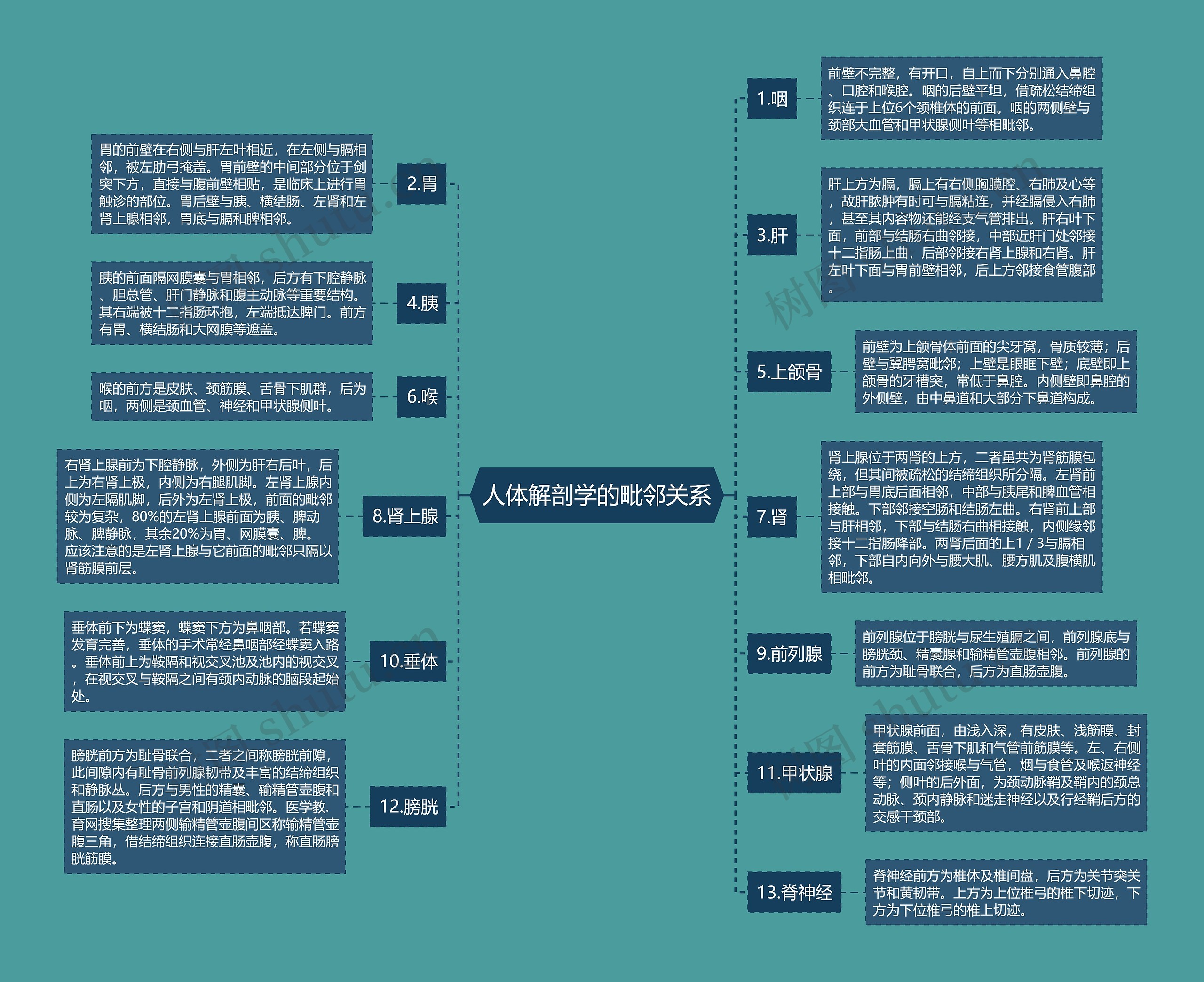 人体解剖学的毗邻关系