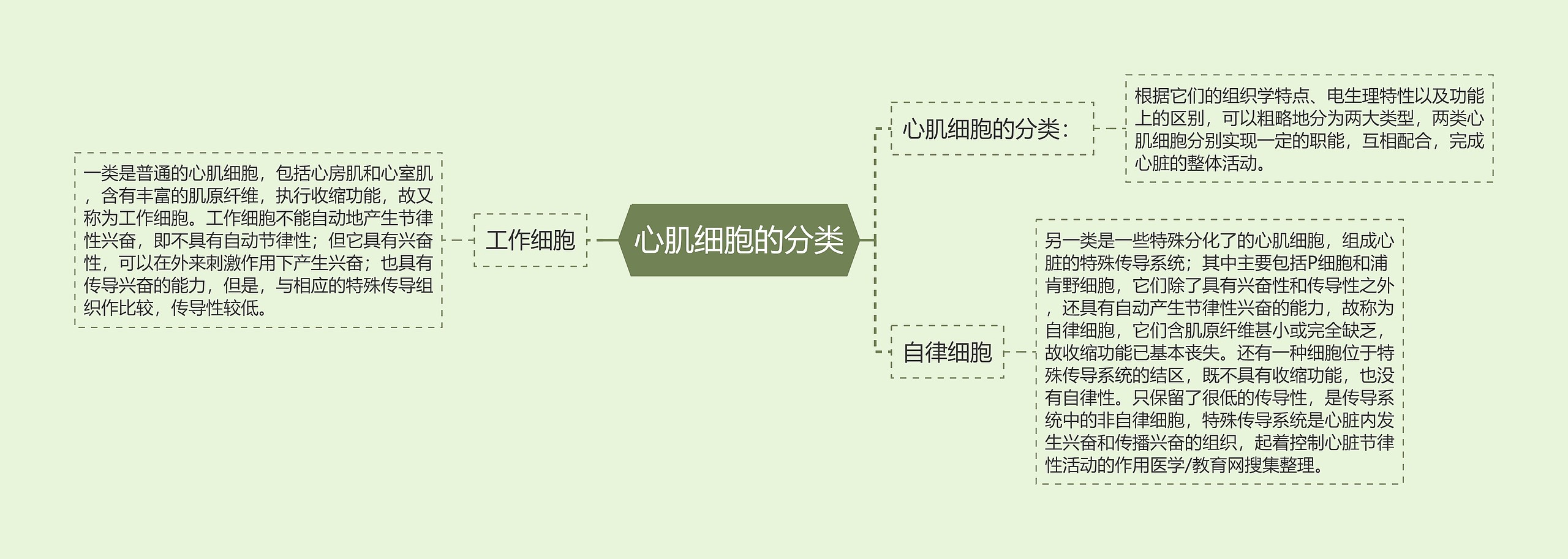 心肌细胞的分类思维导图