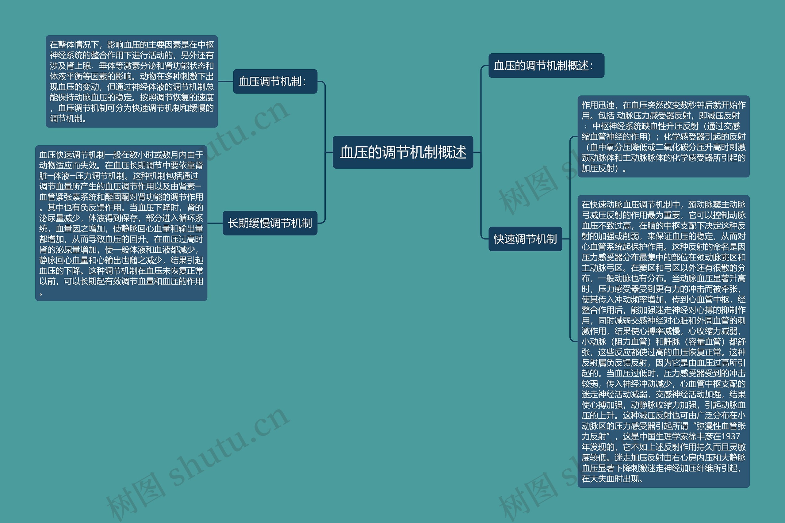 血压的调节机制概述思维导图