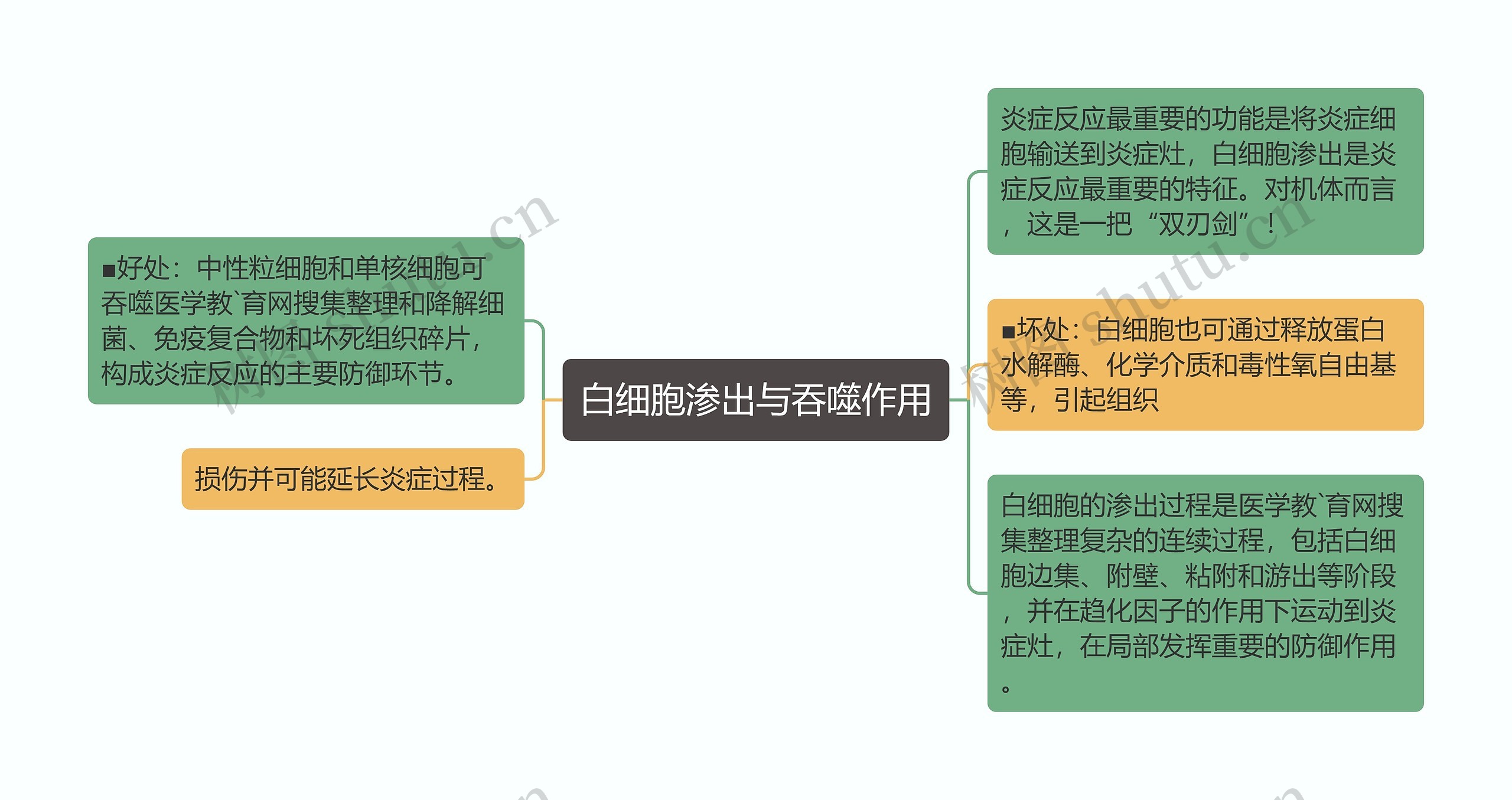 白细胞渗出与吞噬作用思维导图