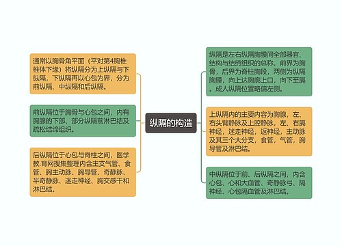 纵隔的构造