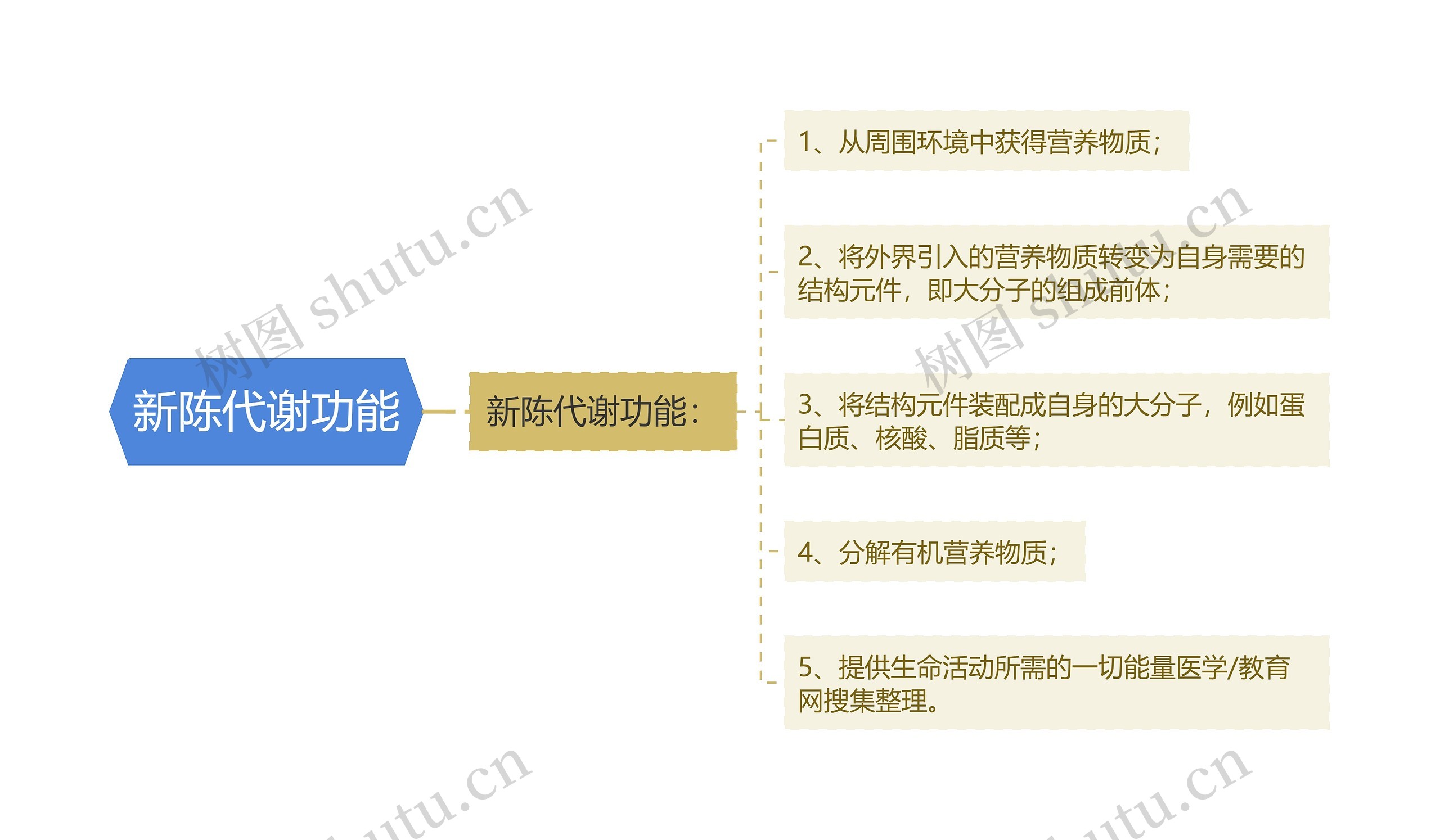 新陈代谢功能思维导图