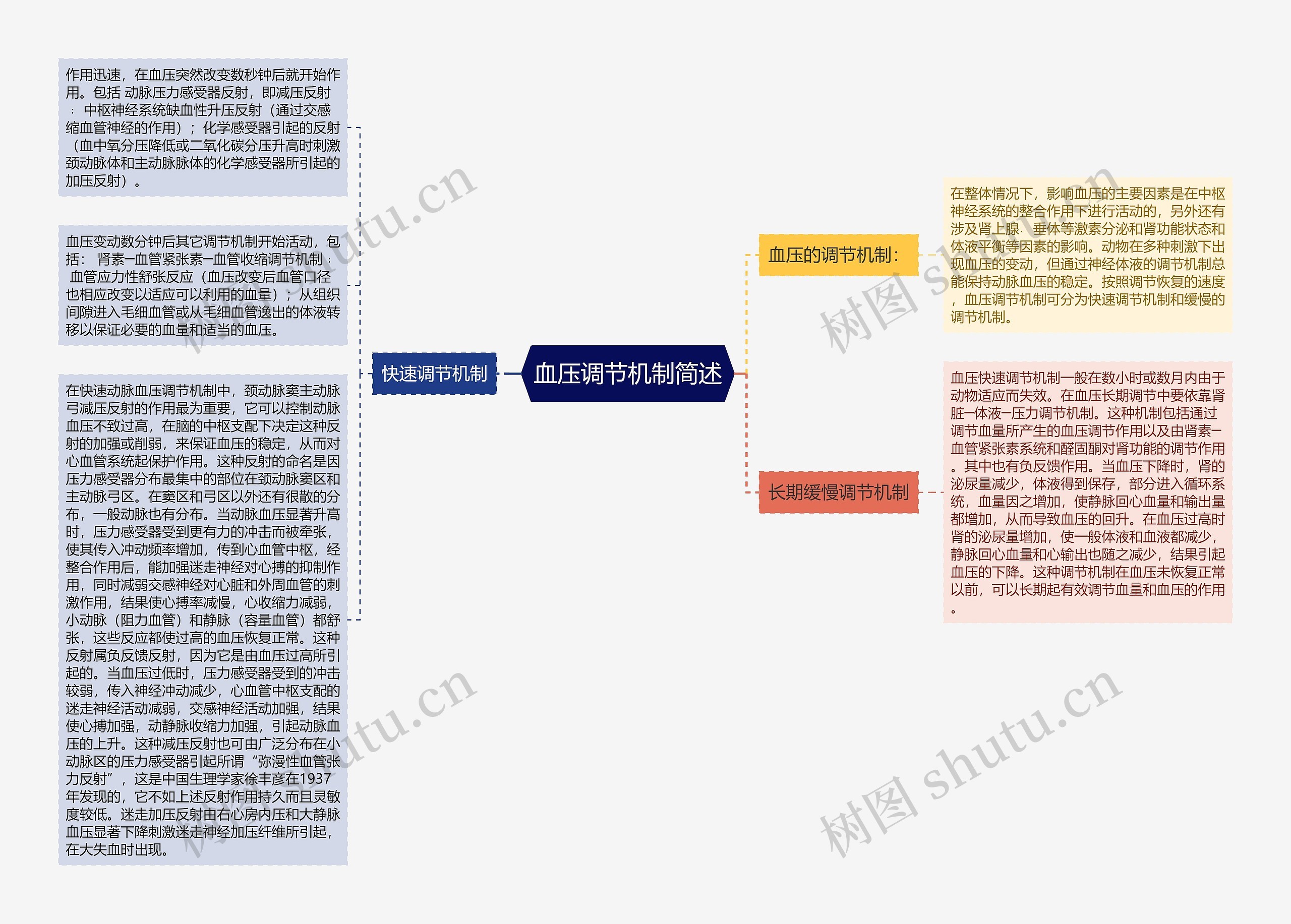 血压调节机制简述思维导图