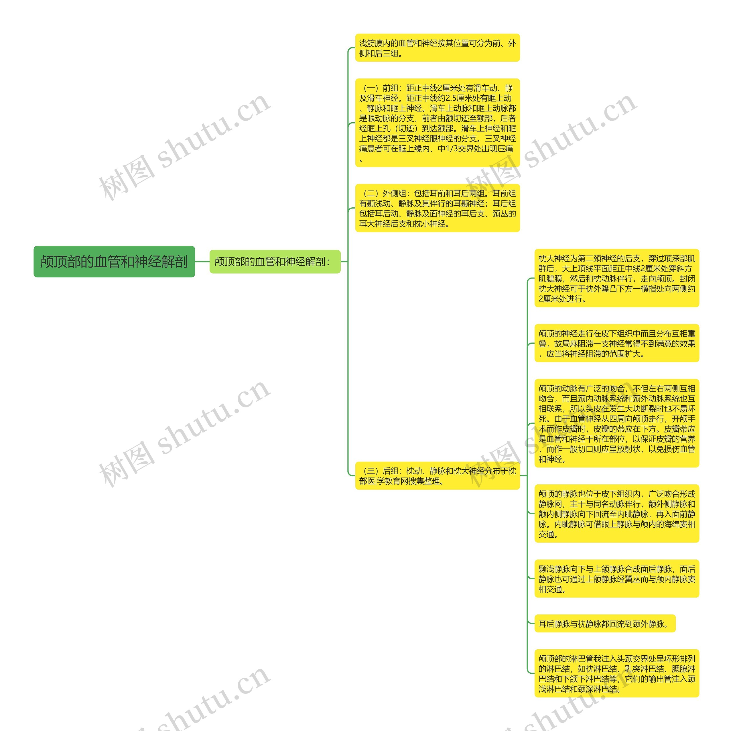 颅顶部的血管和神经解剖 颅顶部的血管和神经解剖