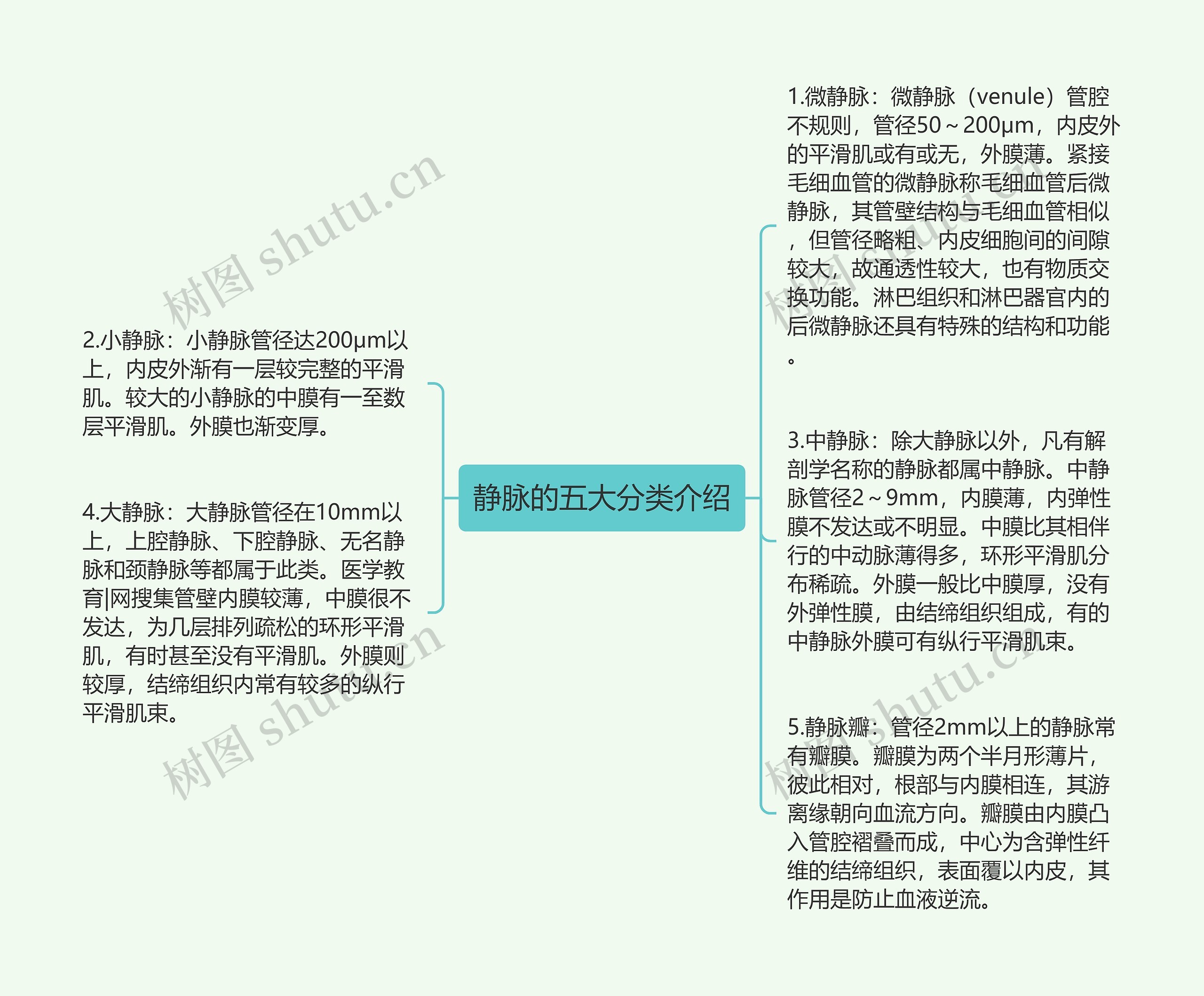 静脉的五大分类介绍 静脉的五大分类介绍