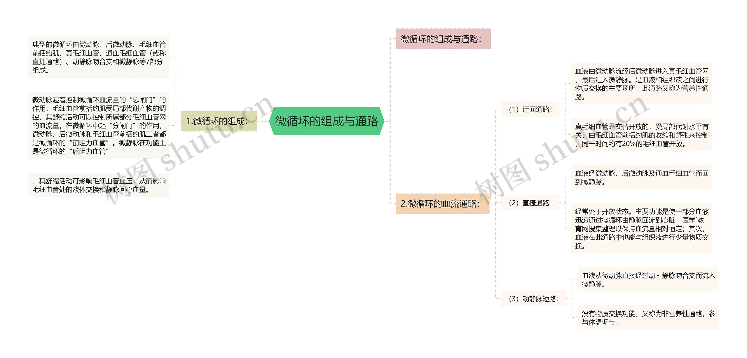 微循环的组成与通路思维导图