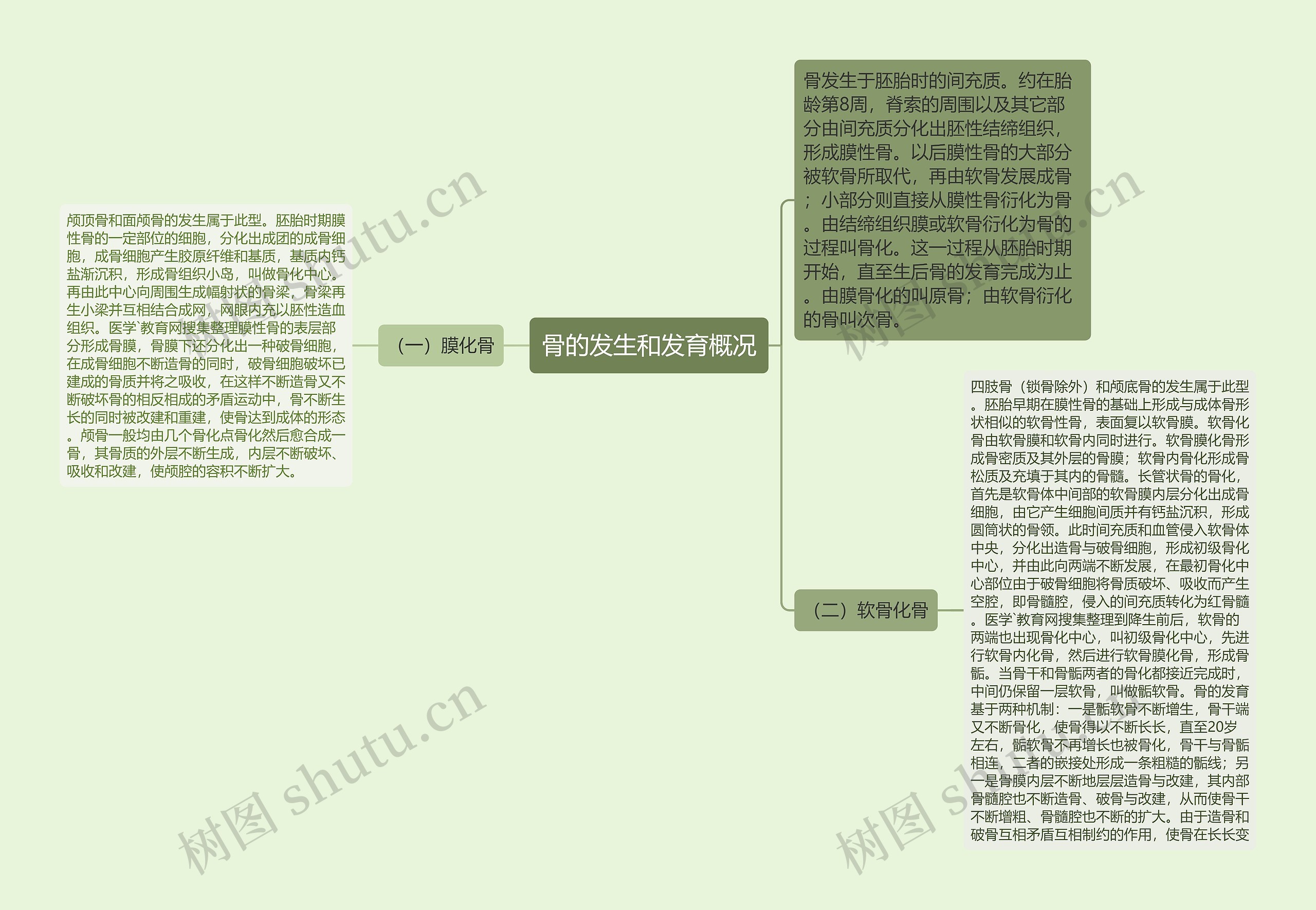 骨的发生和发育概况 骨的发生和发育概况