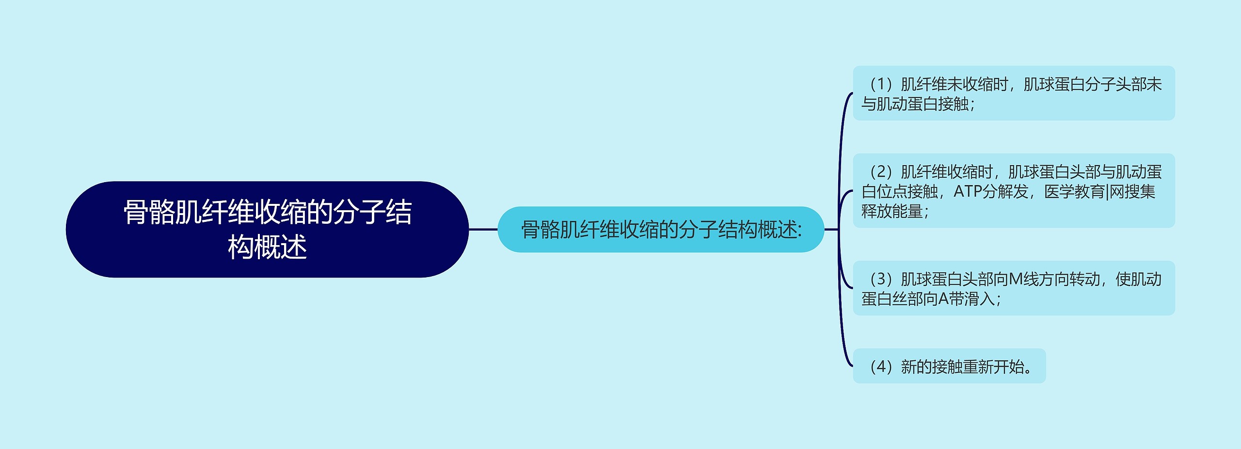 骨骼肌纤维收缩的分子结构概述