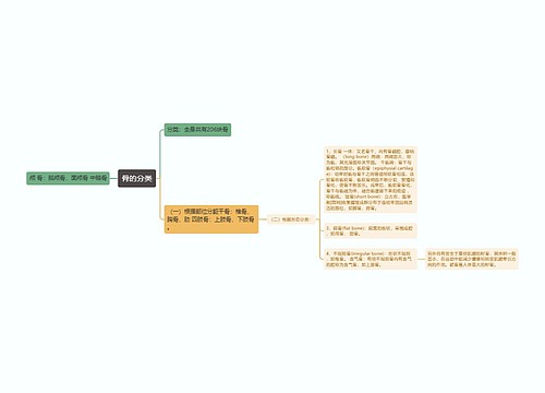 骨的分类
