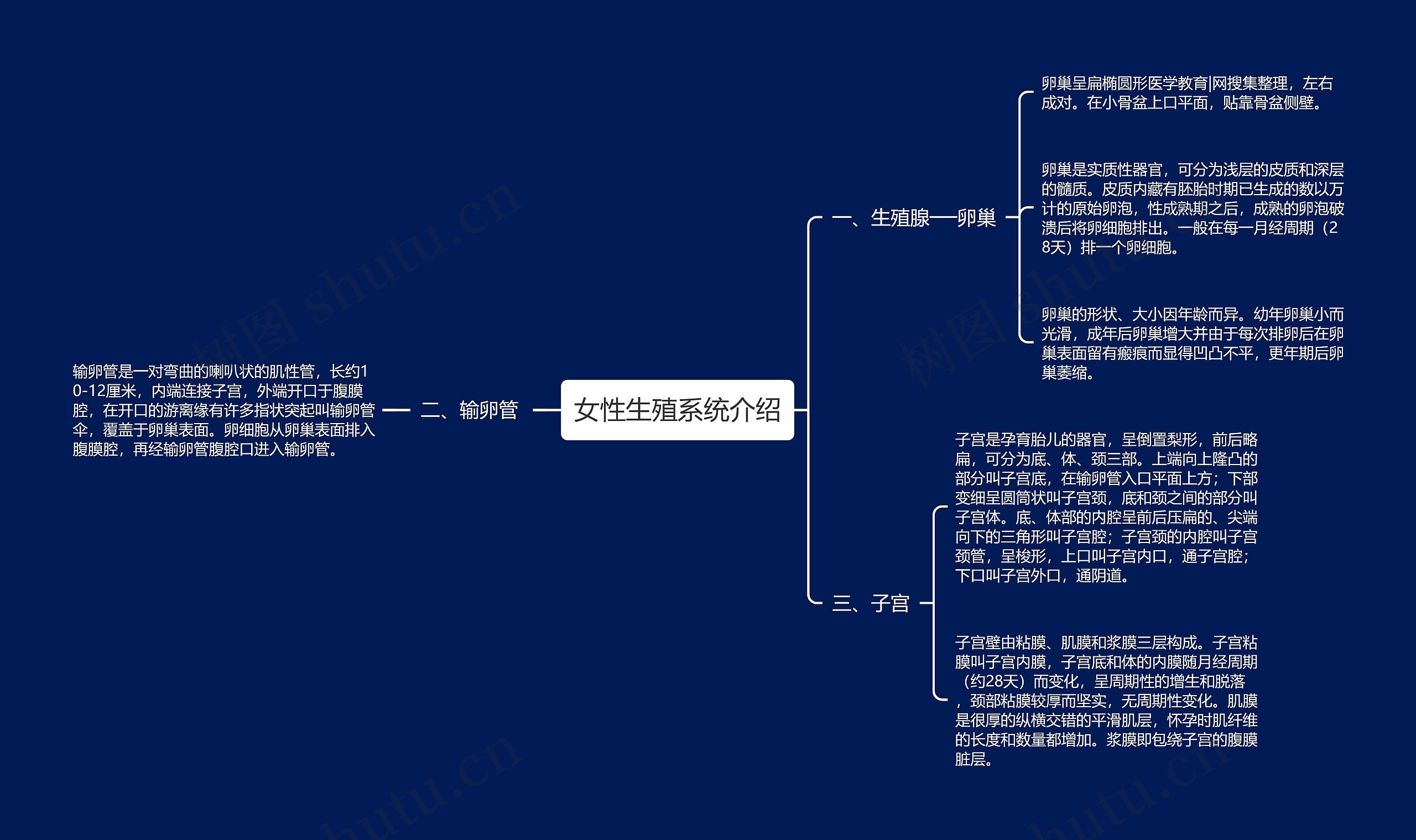 女性生殖系统介绍思维导图