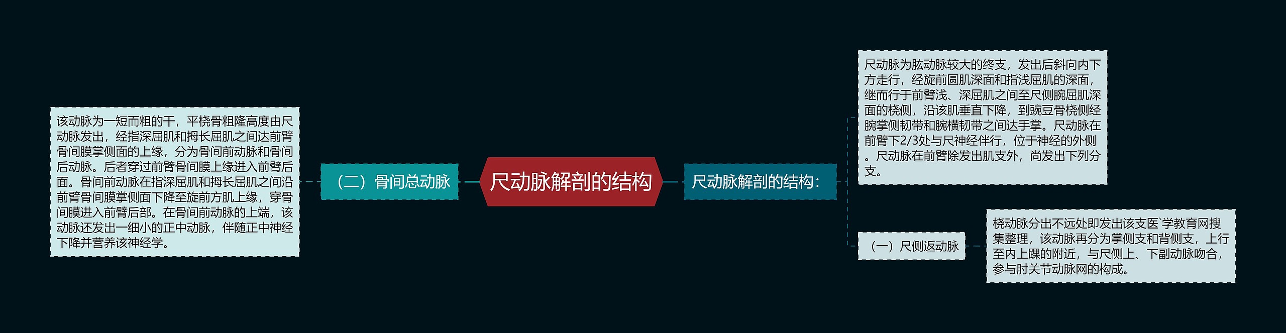 尺动脉解剖的结构 尺动脉解剖的结构