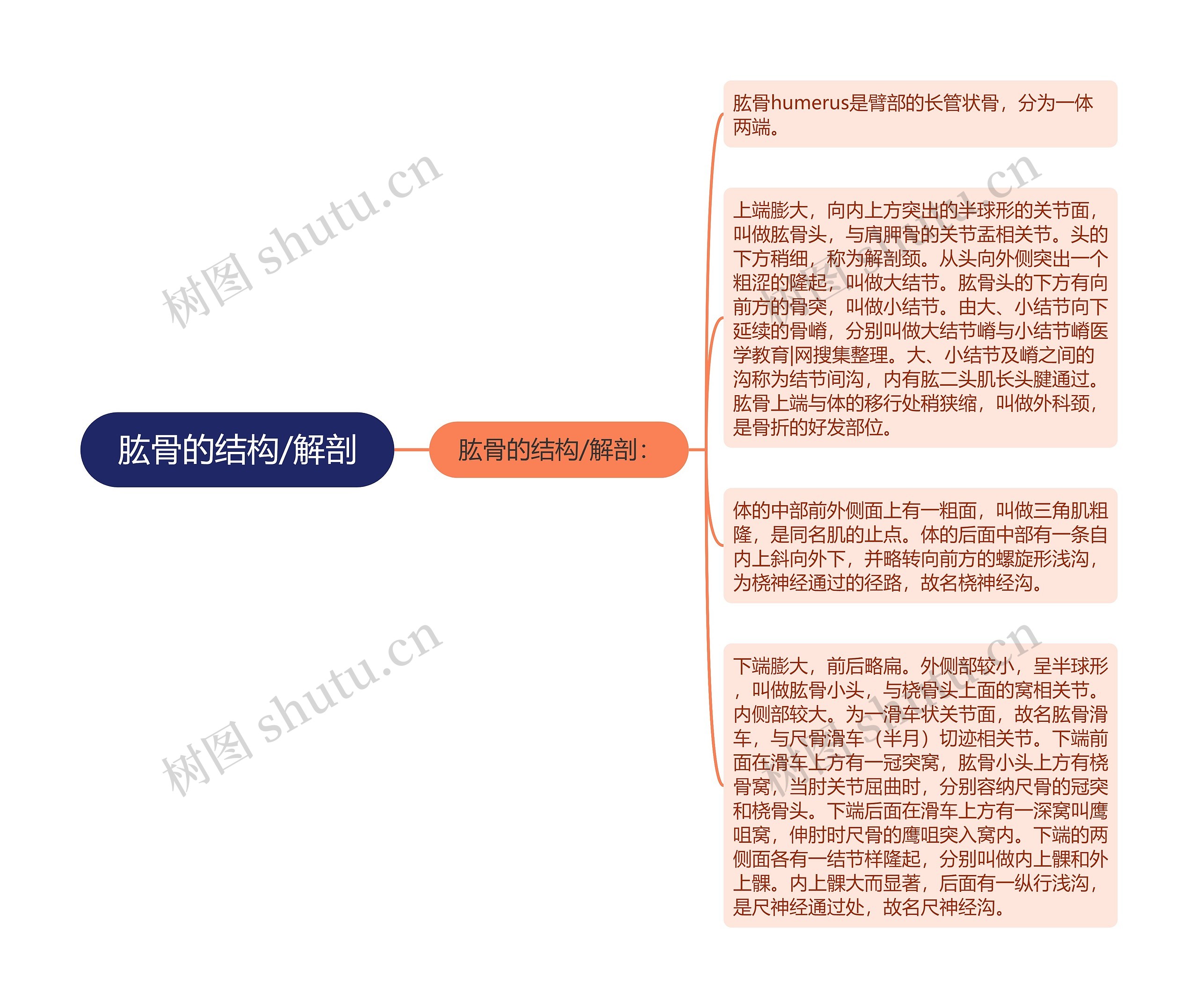 肱骨的结构/解剖 肱骨的结构/解剖