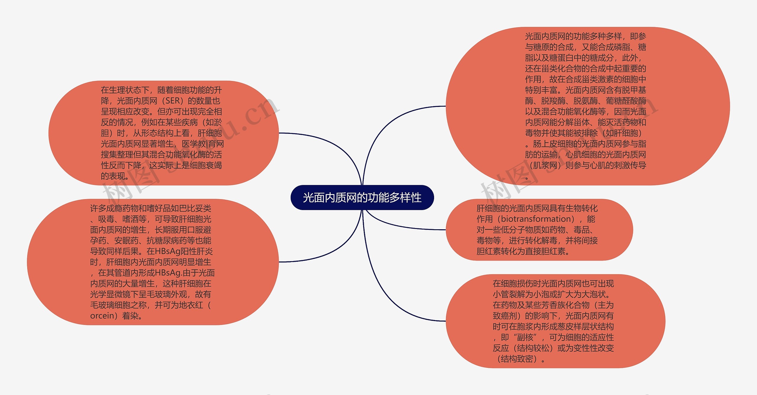 光面内质网的功能多样性