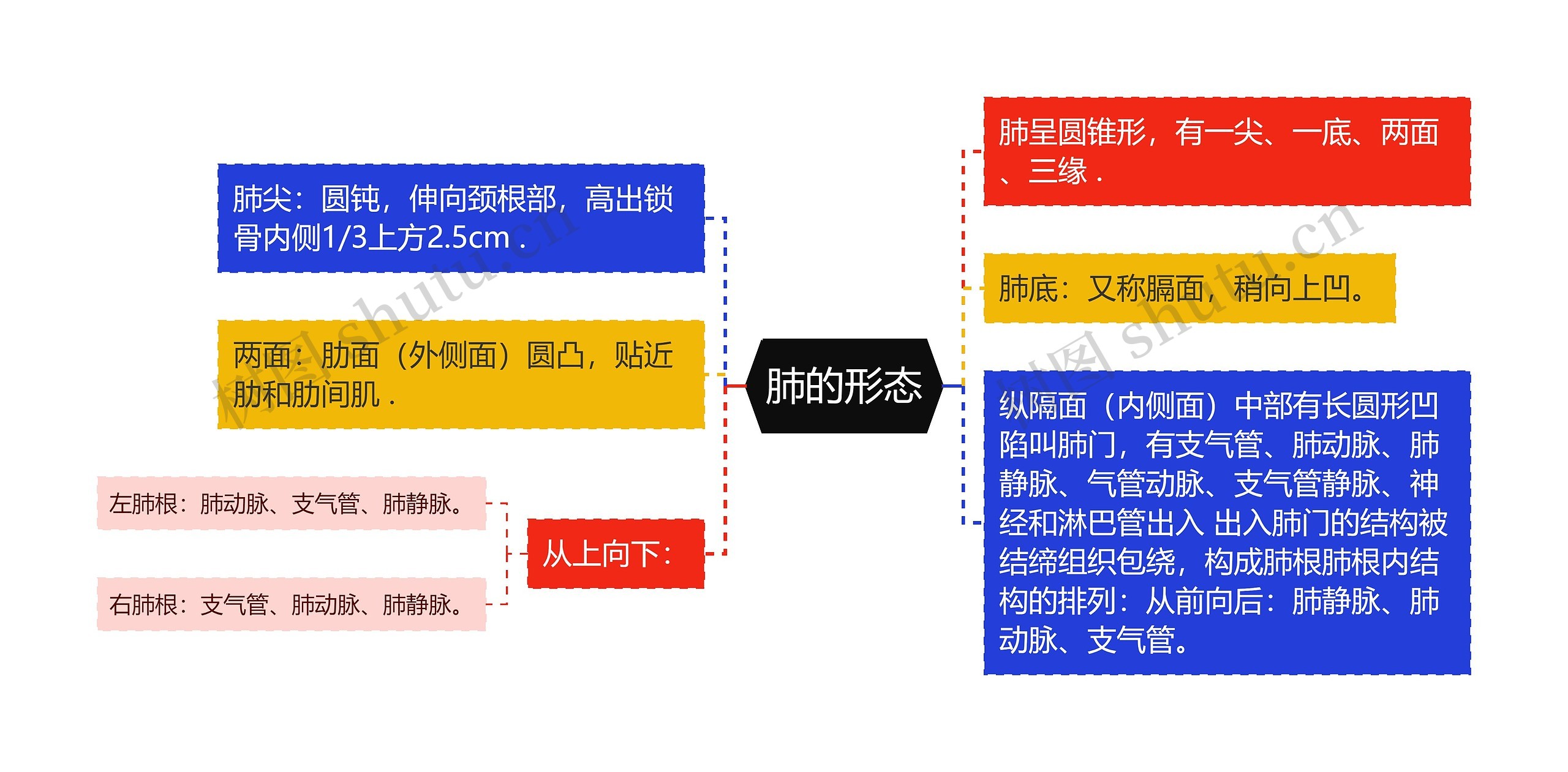 肺的形态思维导图