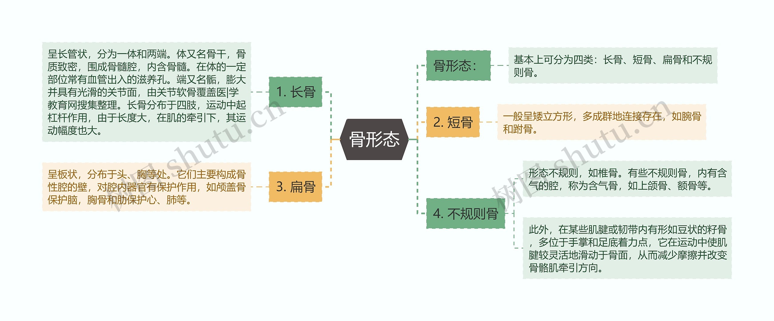 骨形态思维导图