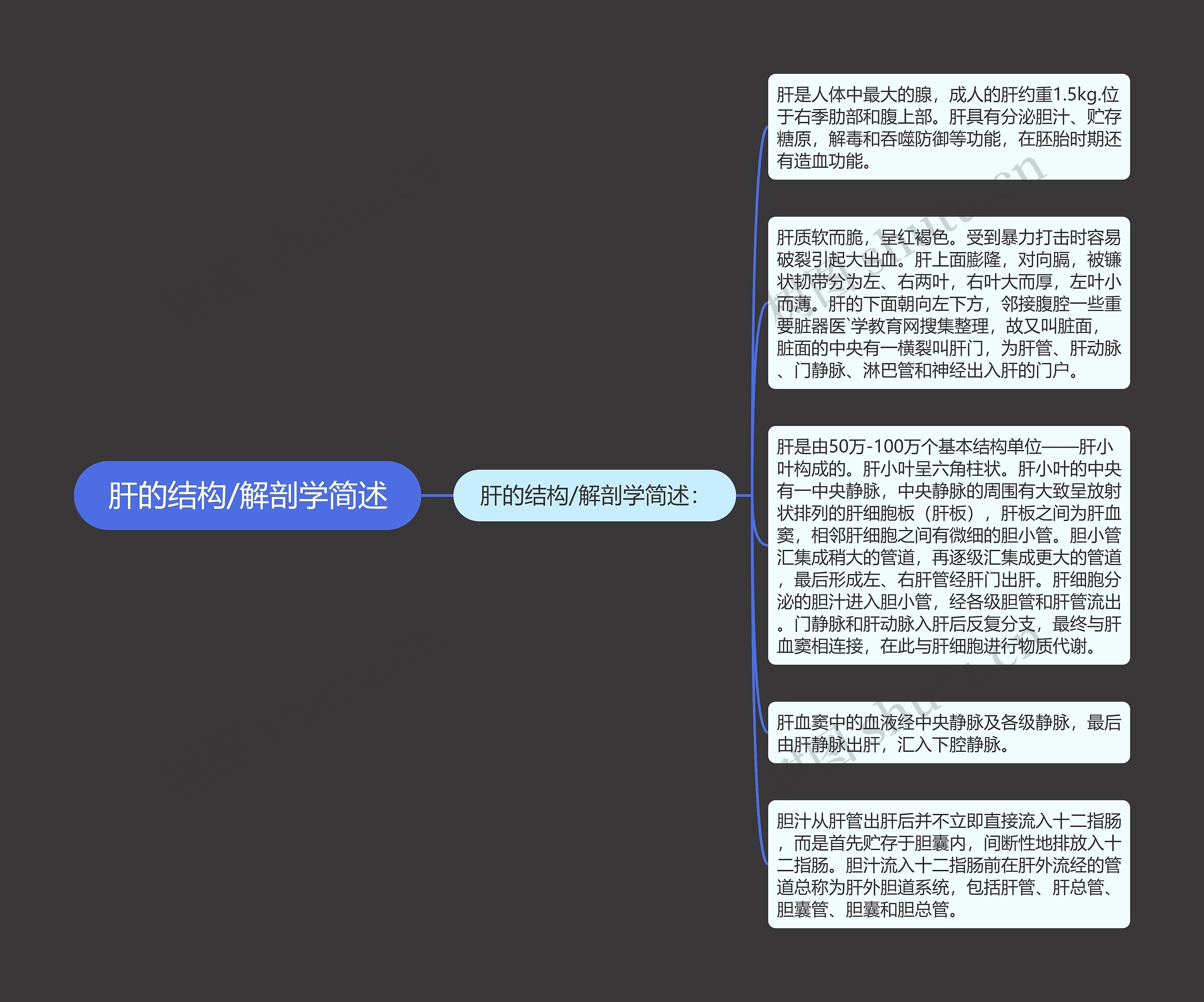 肝的结构/解剖学简述思维导图