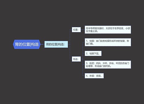 胃的位置|构造