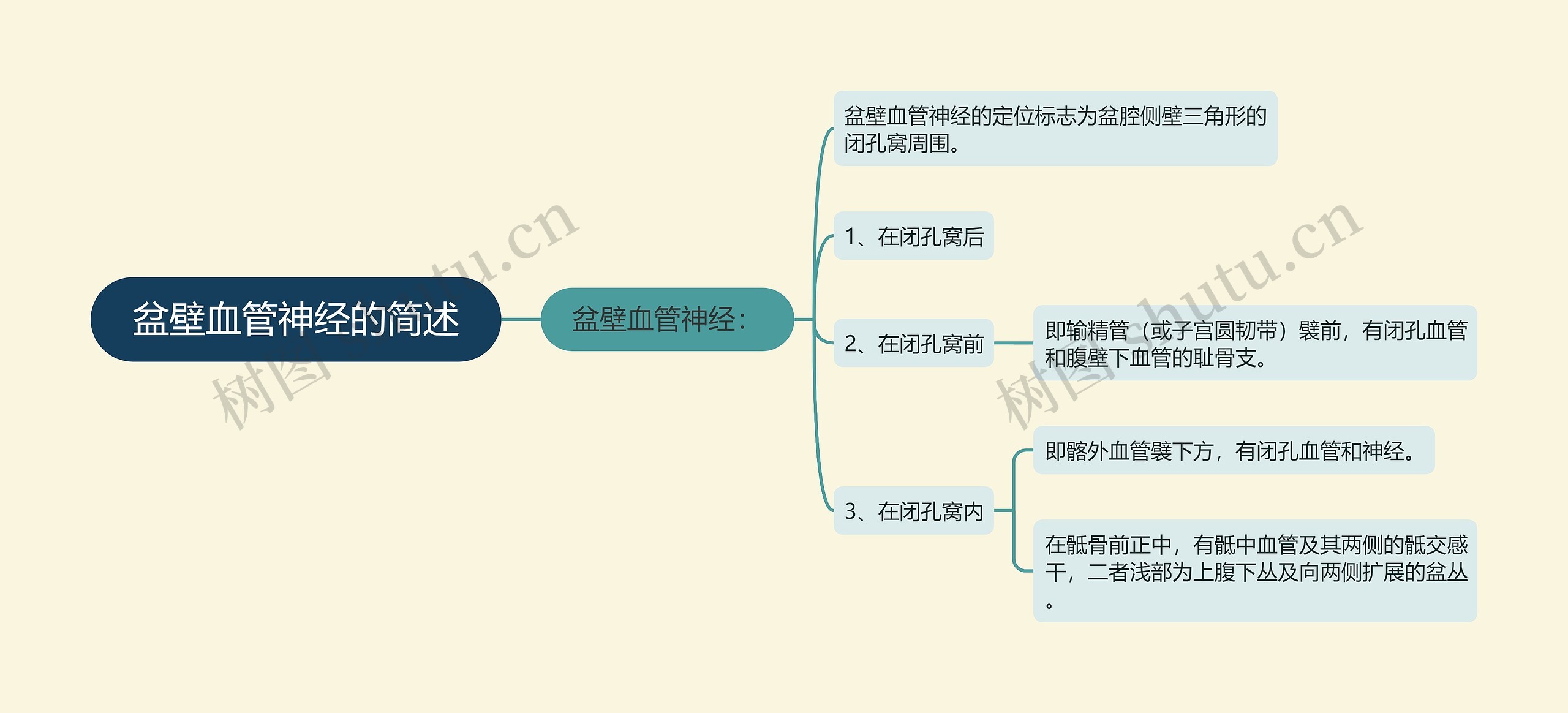 盆壁血管神经的简述