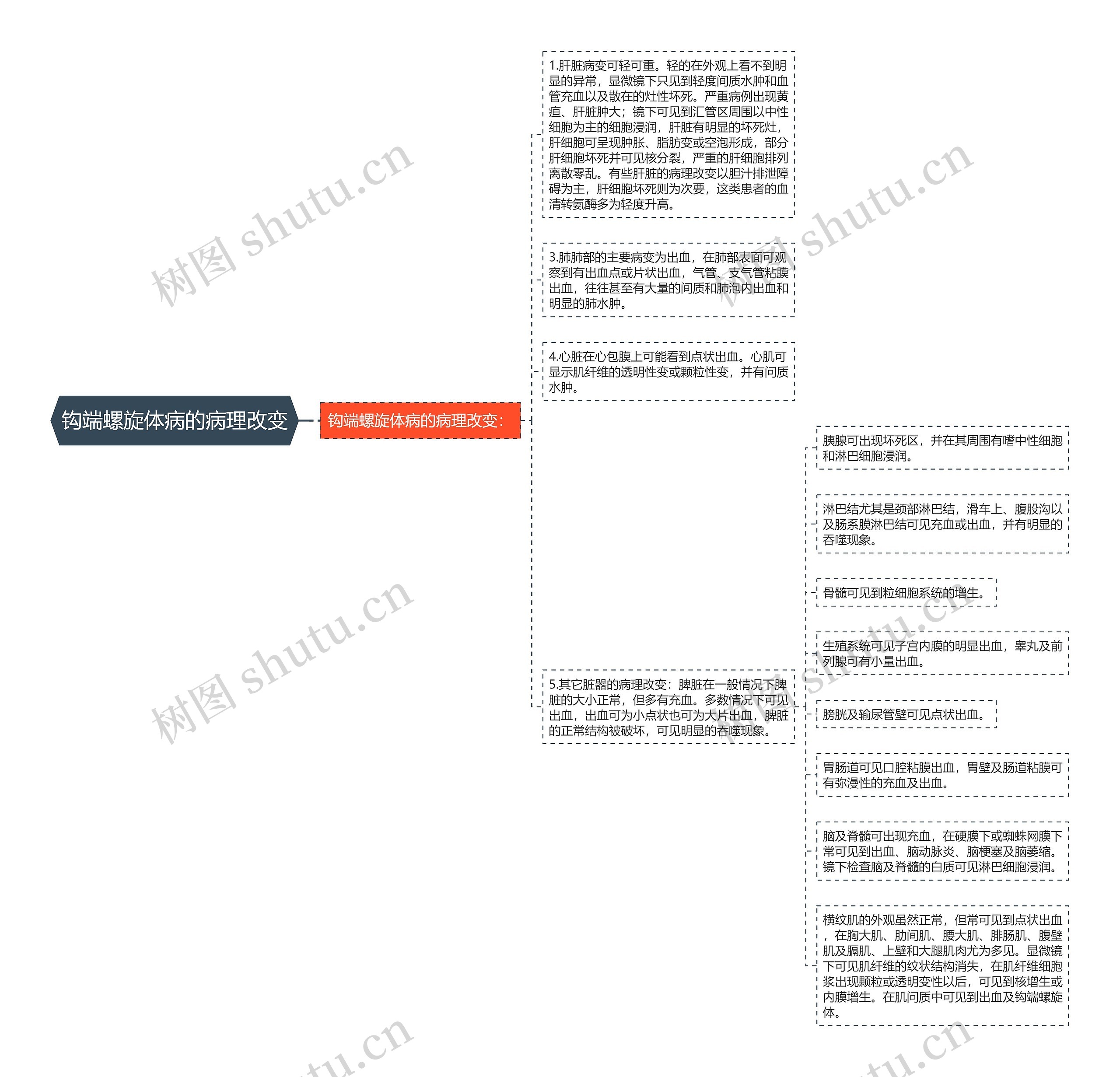 钩端螺旋体病的病理改变