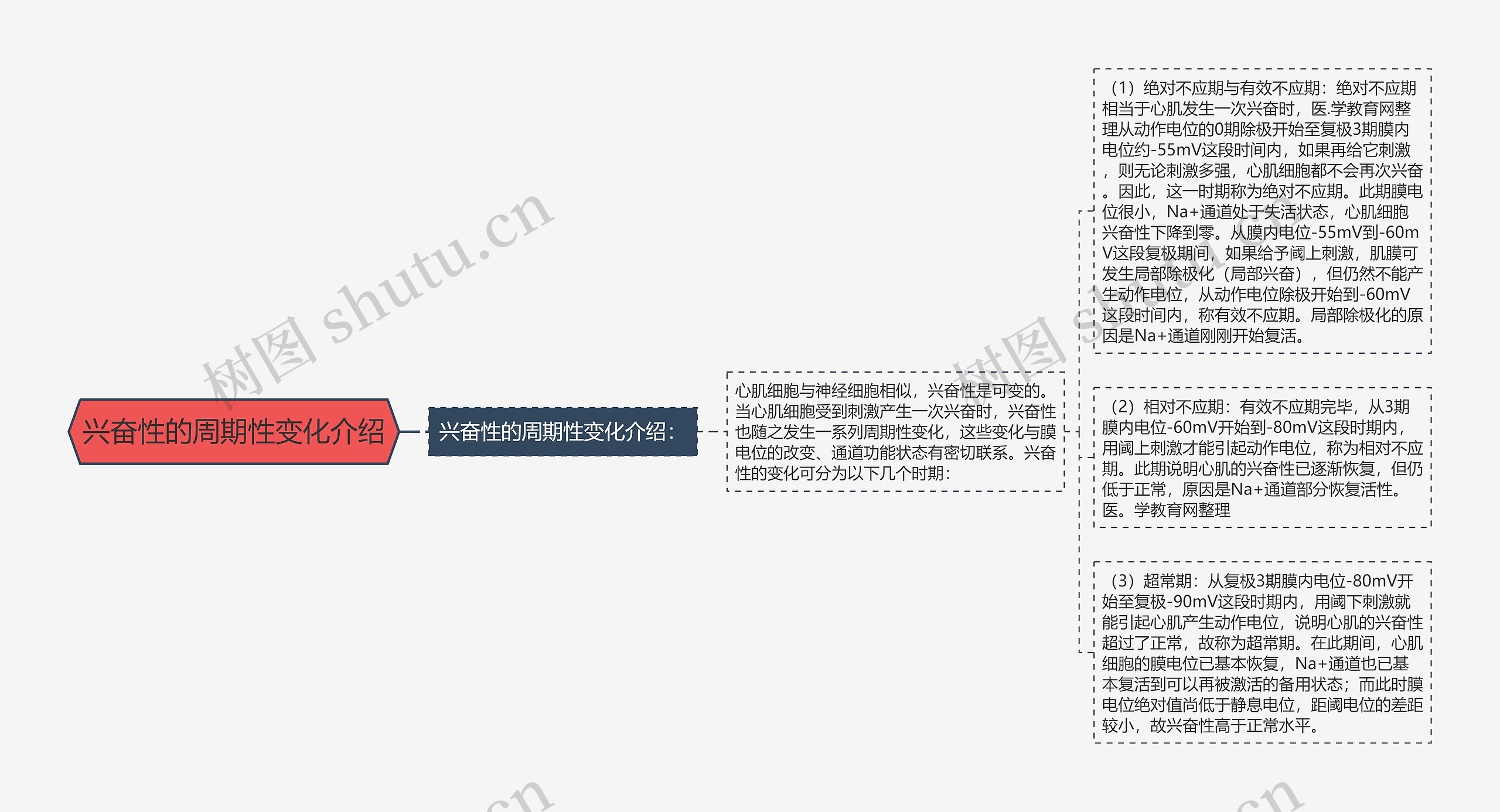 兴奋性的周期性变化介绍思维导图