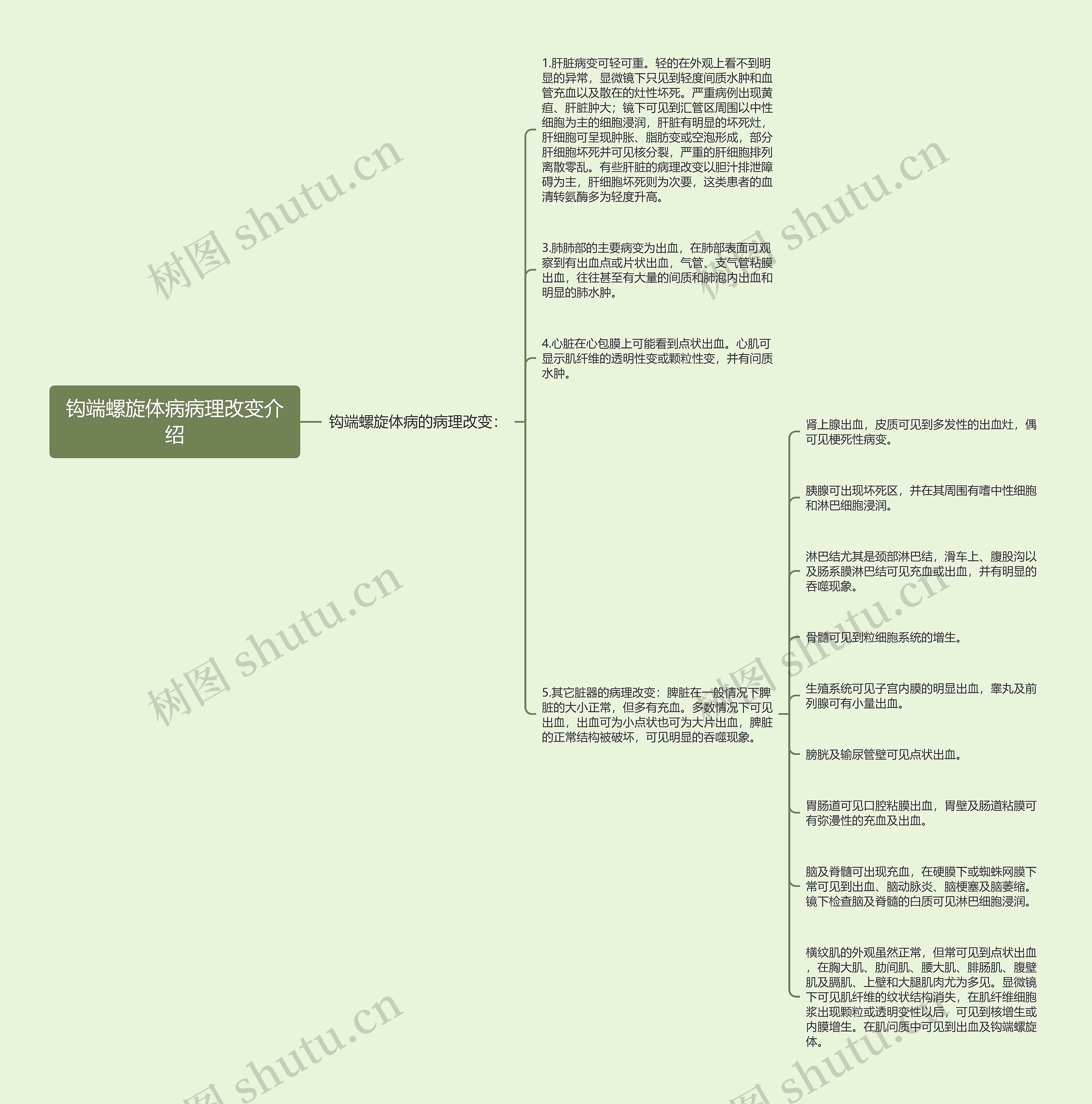 钩端螺旋体病病理改变介绍思维导图