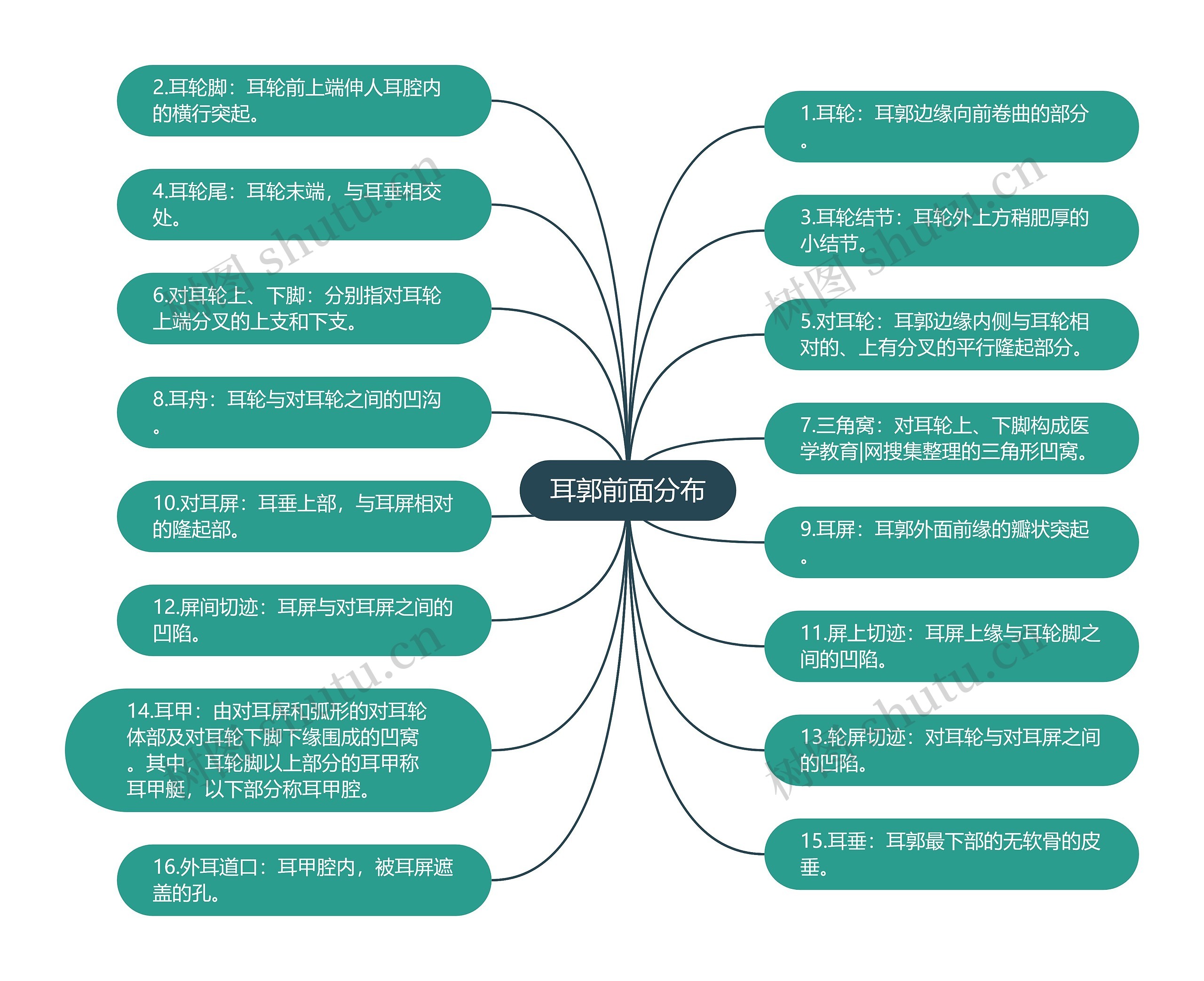 耳郭前面分布