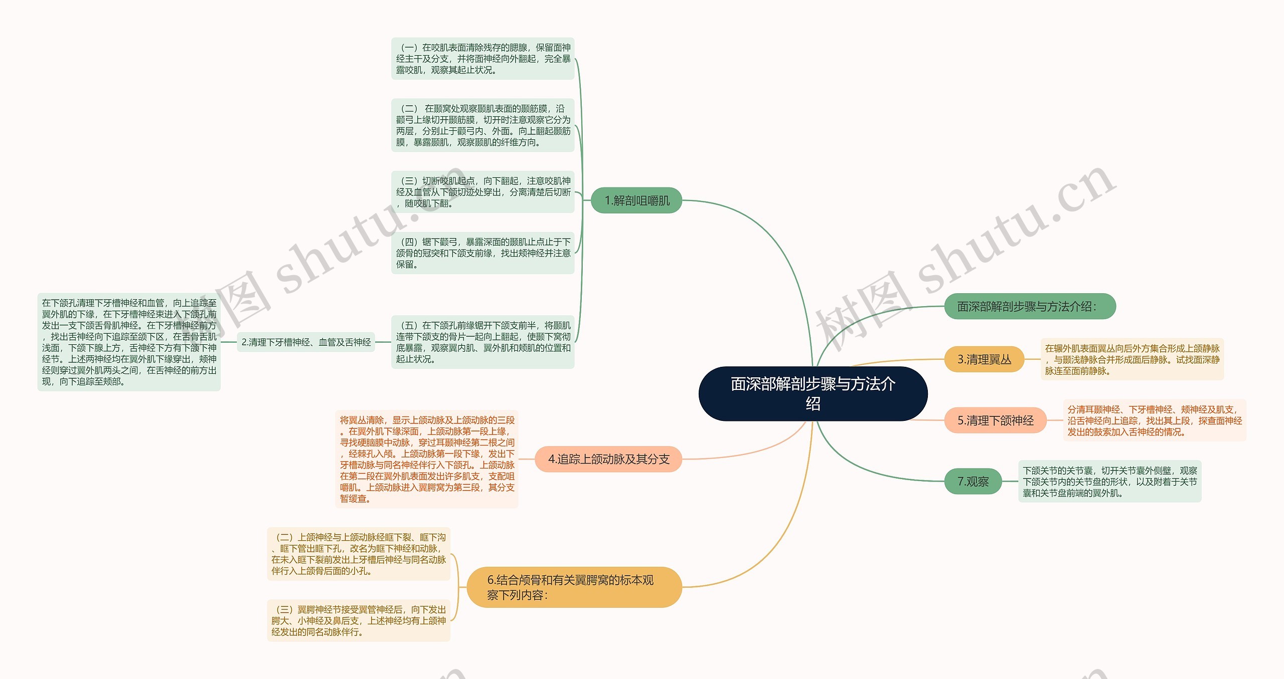 面深部解剖步骤与方法介绍思维导图