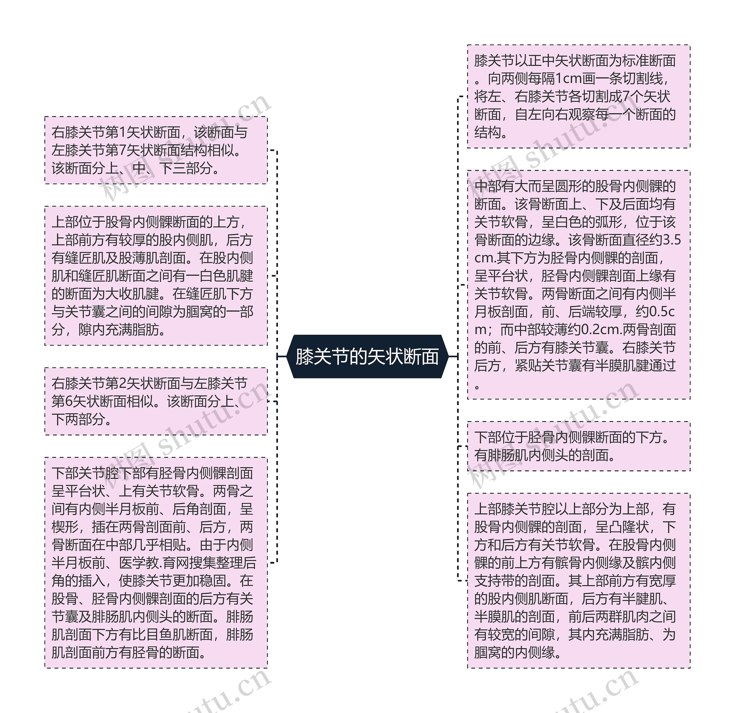 膝关节的矢状断面