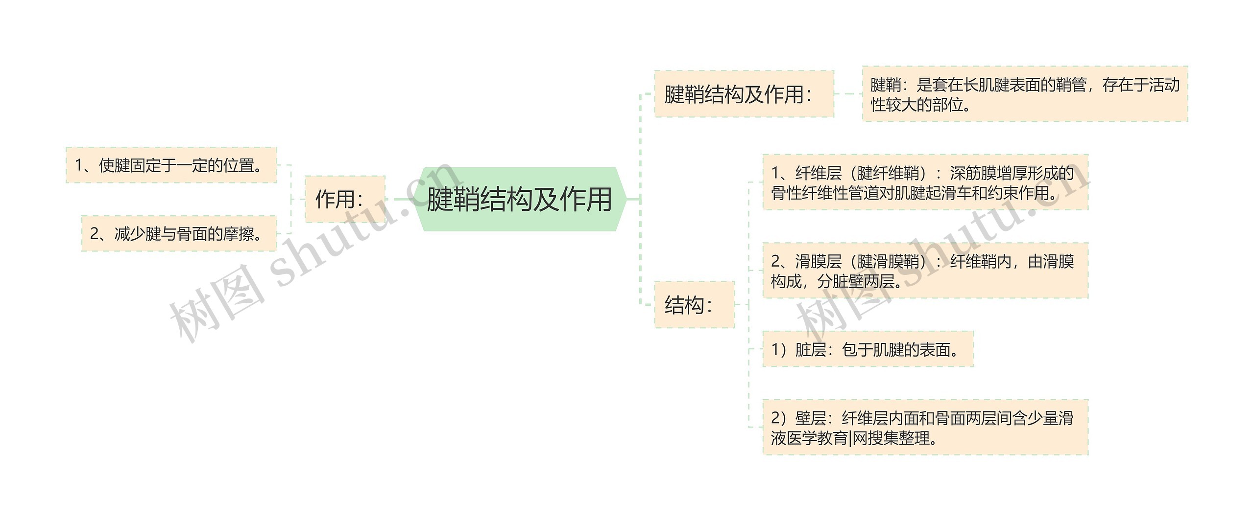 腱鞘结构及作用