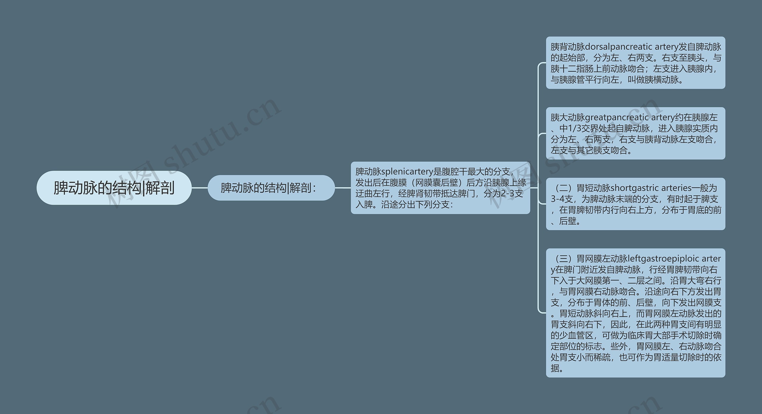 脾动脉的结构|解剖思维导图