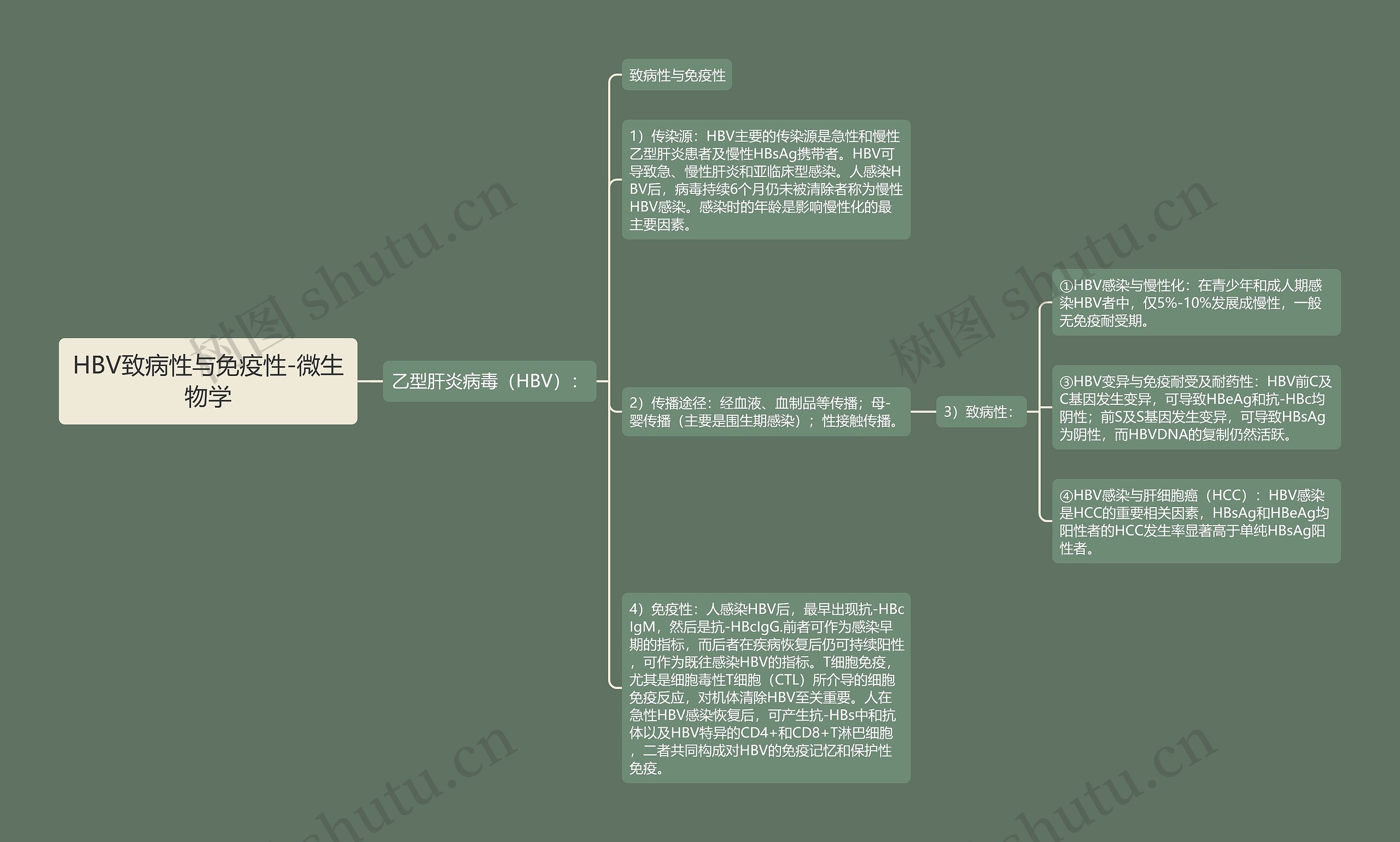 HBV致病性与免疫性-微生物学思维导图