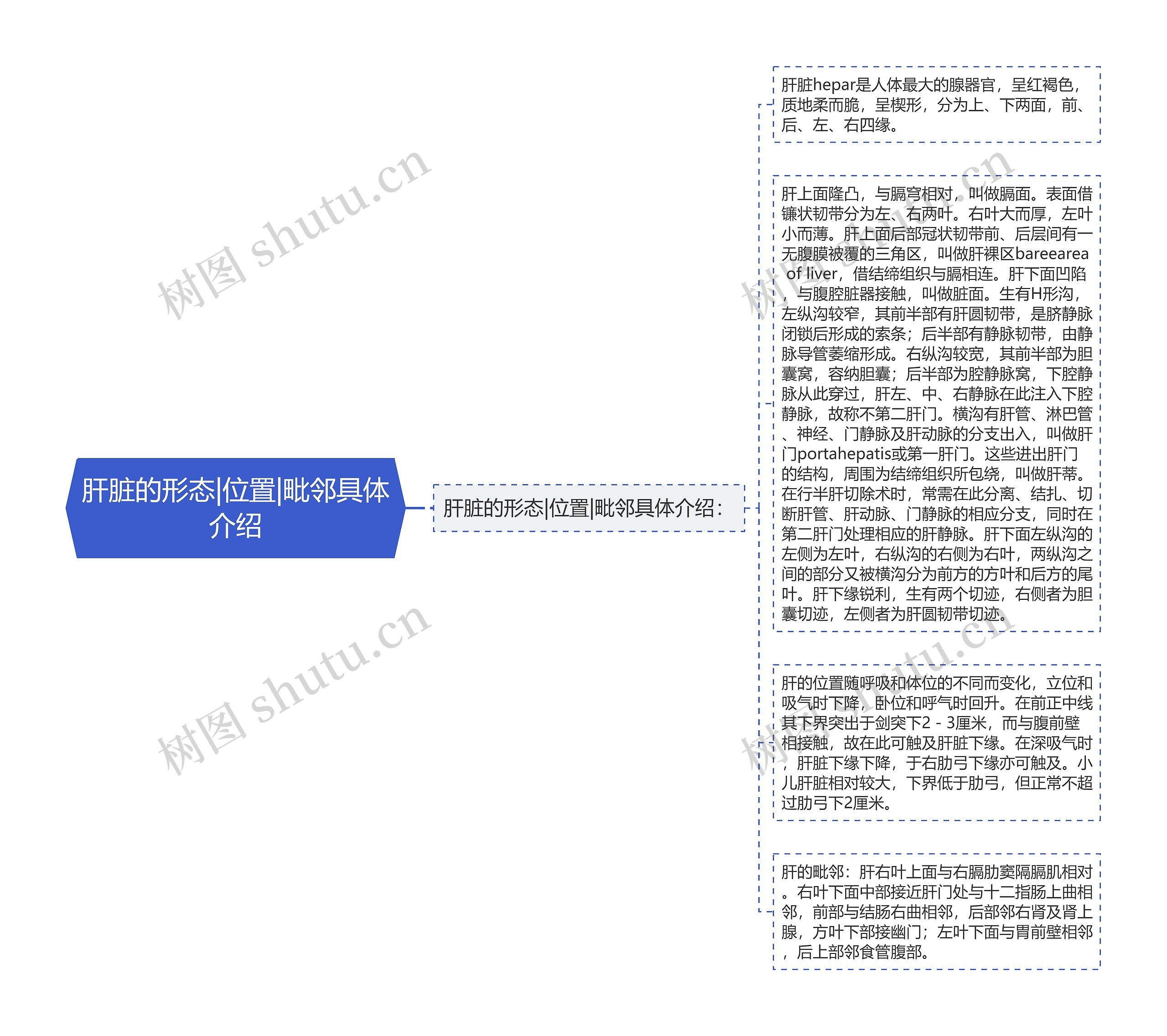 肝脏的形态|位置|毗邻具体介绍思维导图