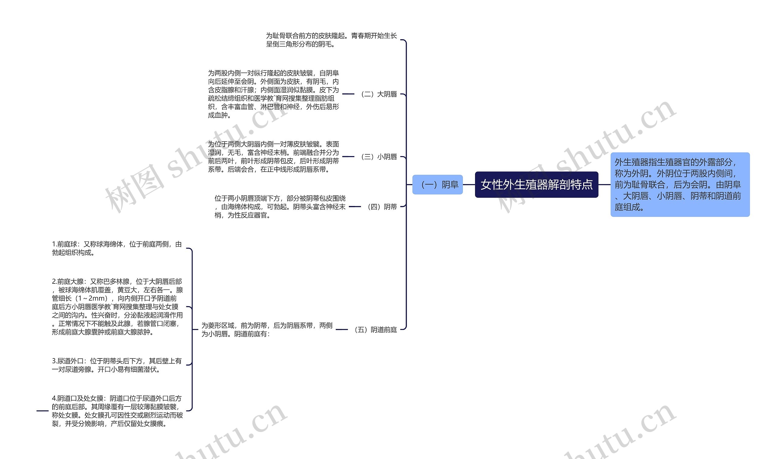女性外生殖器解剖特点思维导图