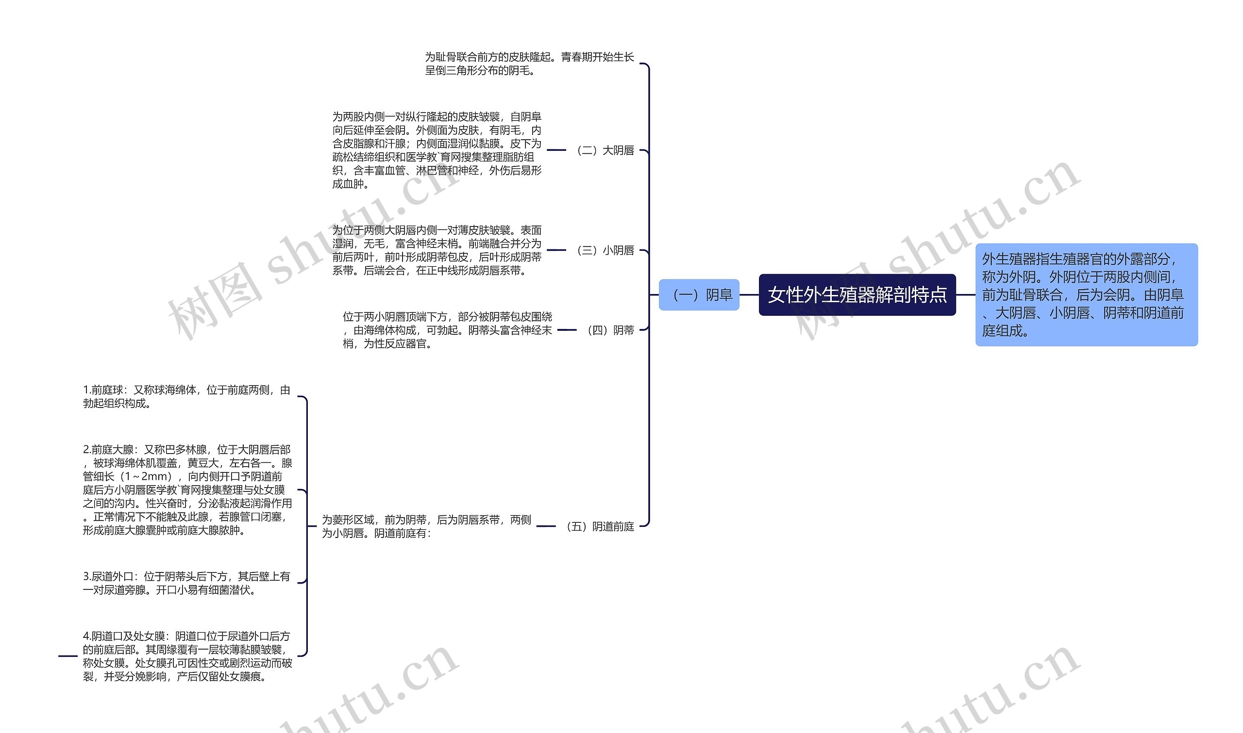女性外生殖器解剖特点 女性外生殖器解剖特点