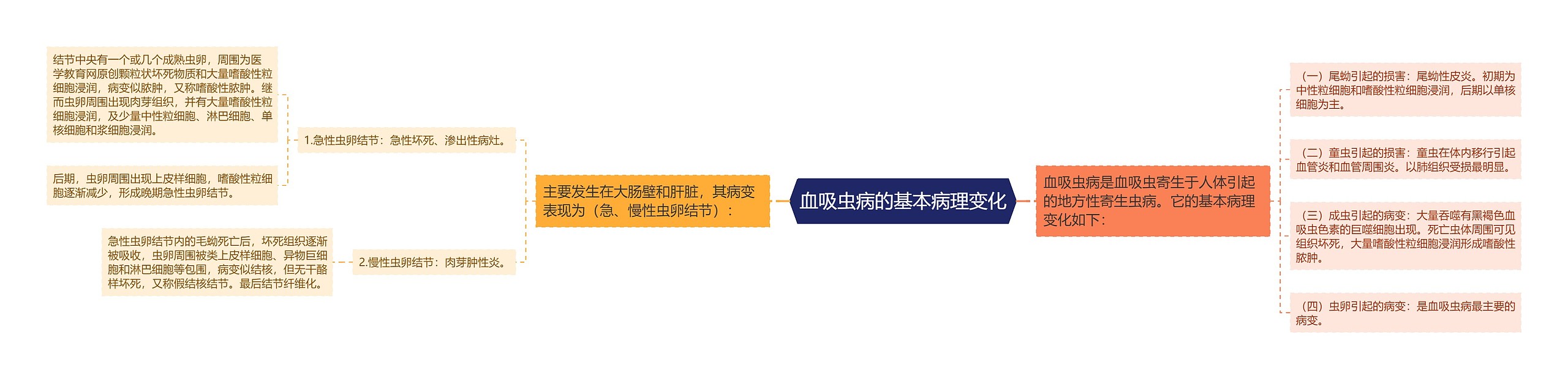 血吸虫病的基本病理变化