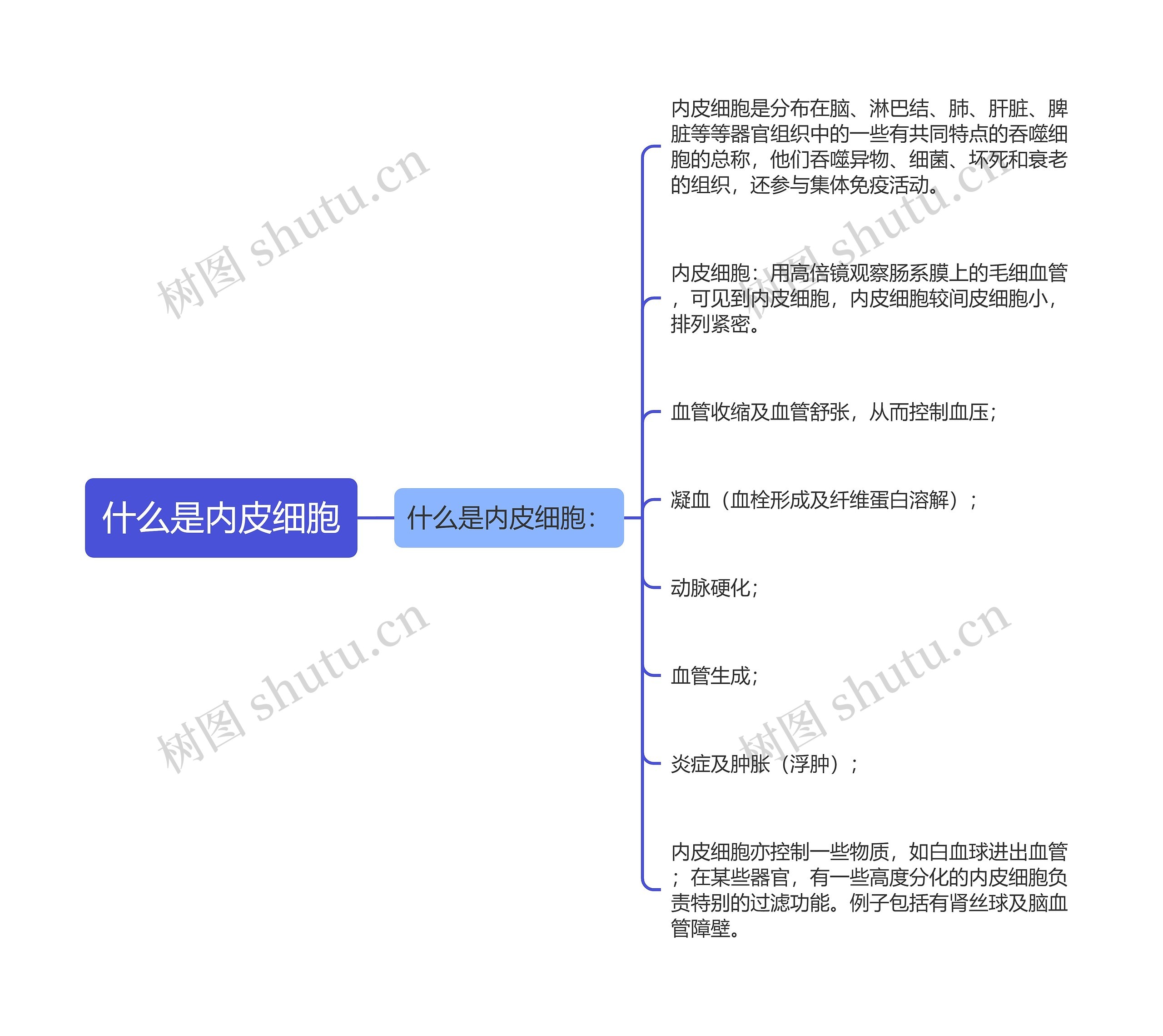 什么是内皮细胞思维导图