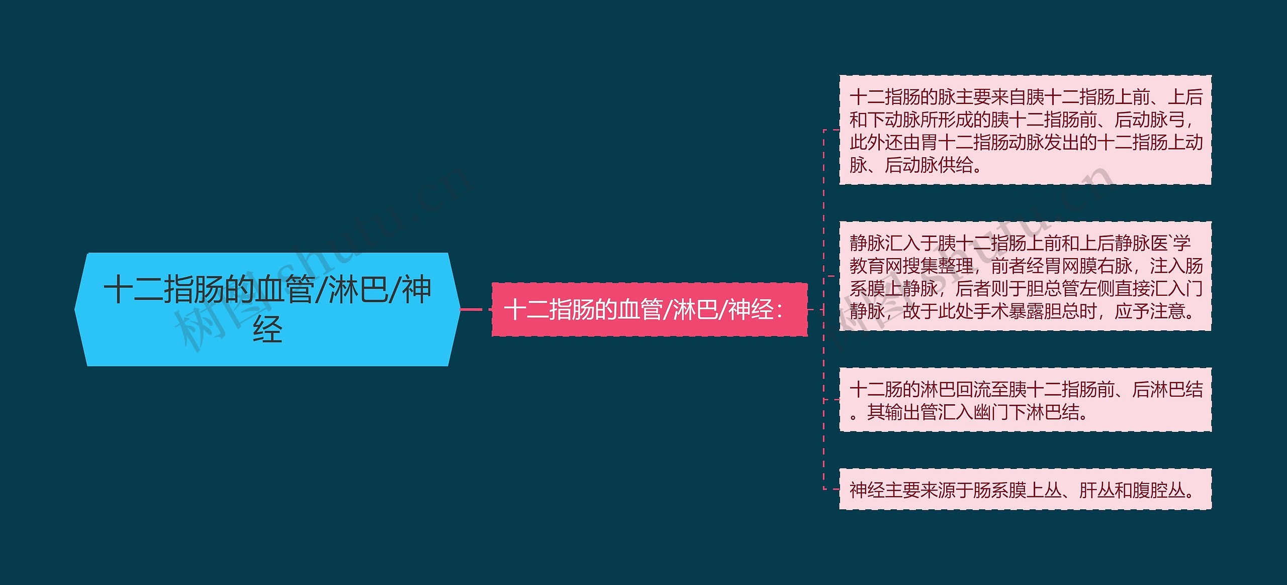 十二指肠的血管/淋巴/神经