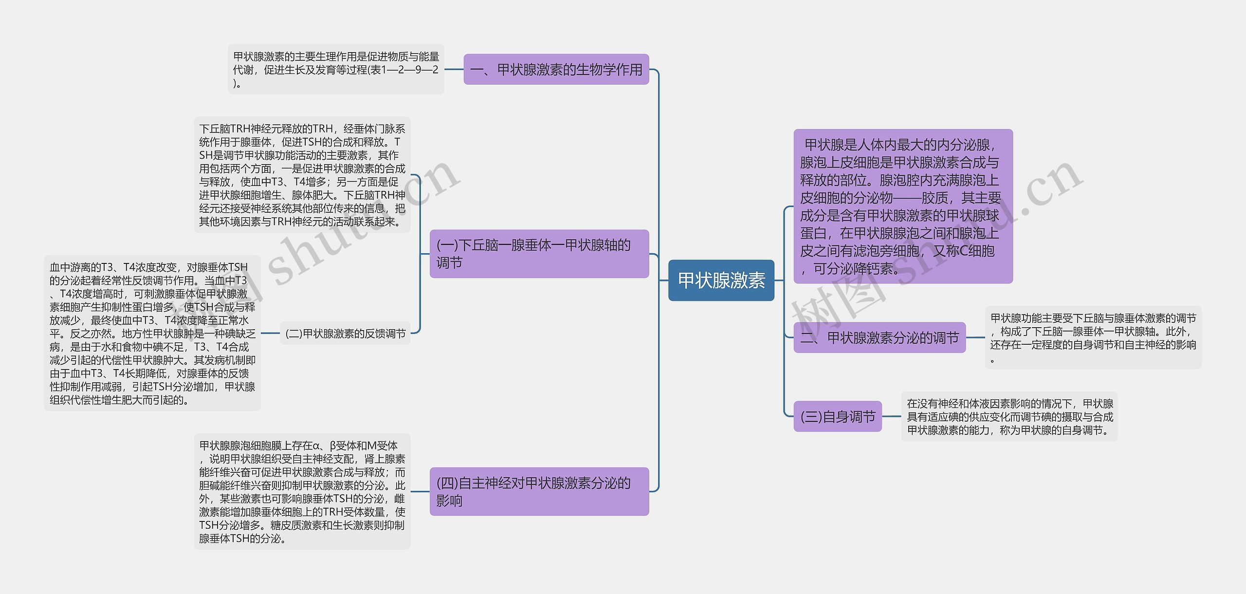 甲状腺激素思维导图