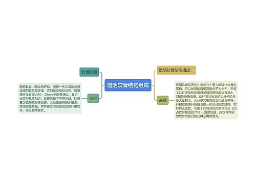 透明软骨结构组成