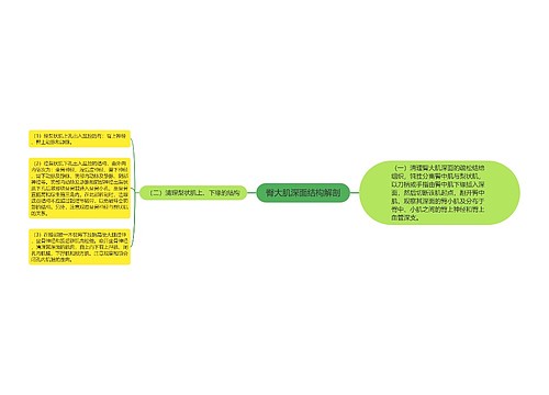 臀大肌深面结构解剖