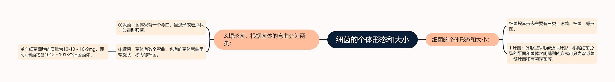 细菌的个体形态和大小 细菌的个体形态和大小