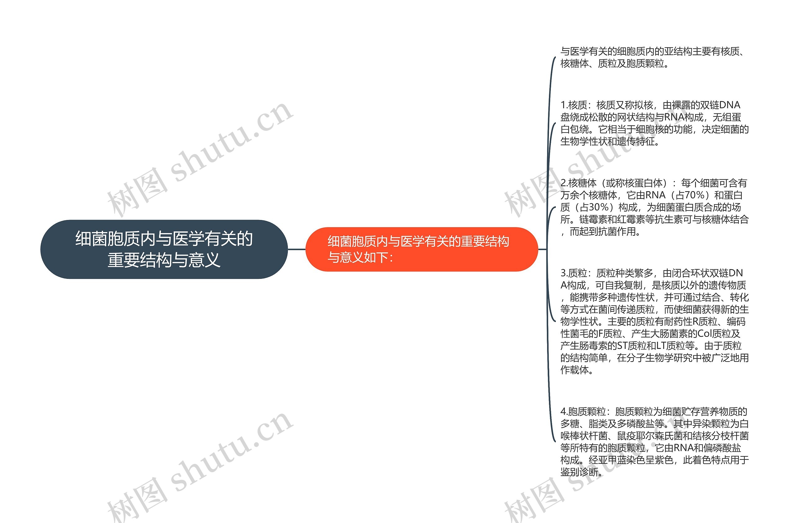 细菌胞质内与医学有关的重要结构与意义思维导图